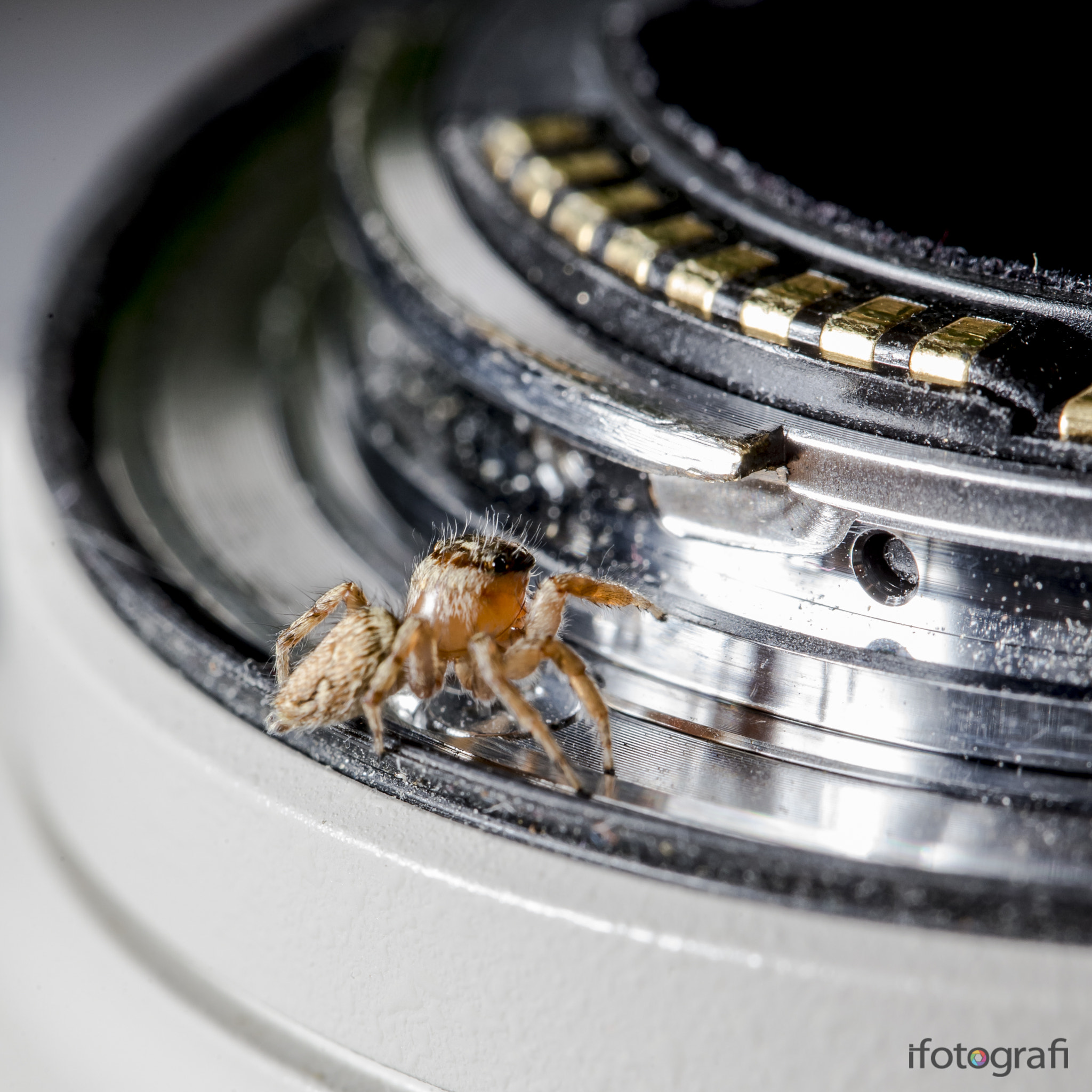 Canon EF 100mm F2.8L Macro IS USM sample photo. The spider prefers canon photography