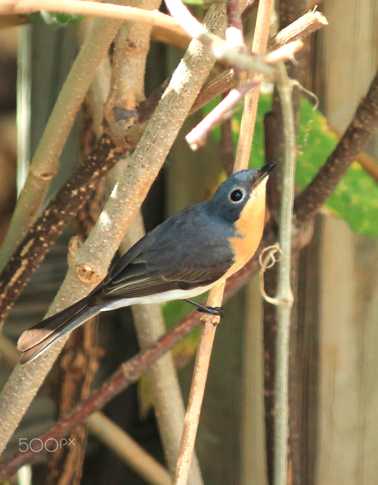 Canon EF-S 55-250mm F4-5.6 IS sample photo. Broad billed flycatcher photography