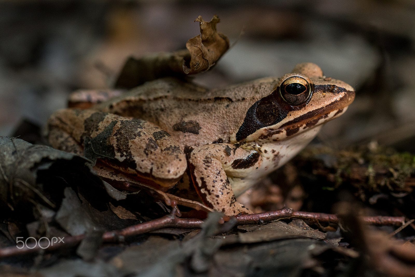 Tamron SP AF 60mm F2 Di II LD IF Macro sample photo. Brown frog photography