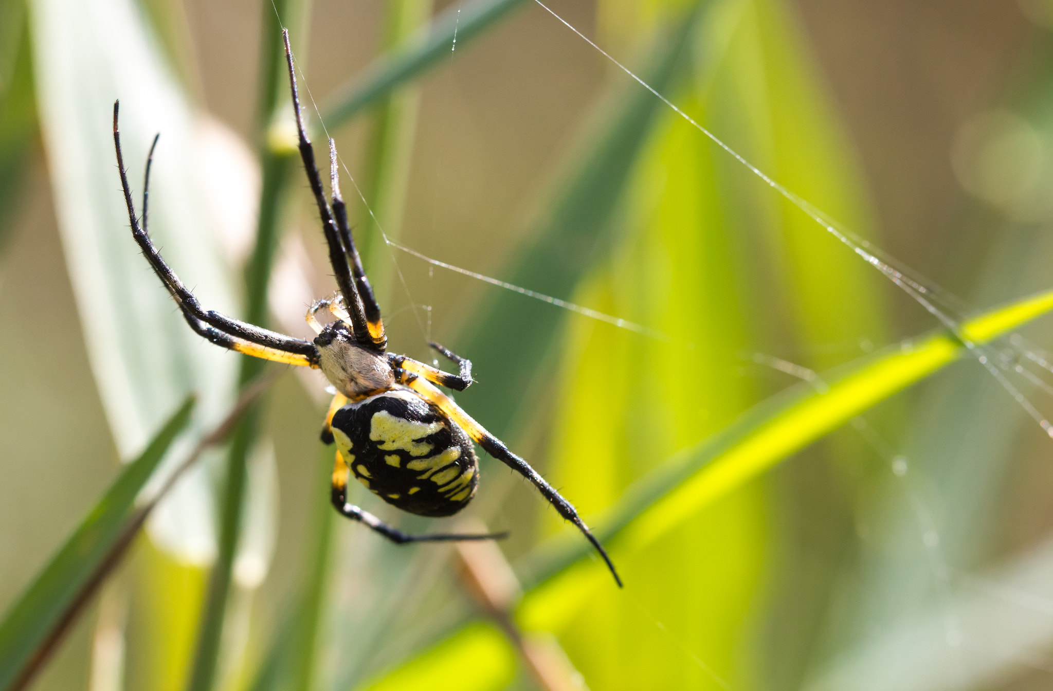 Canon EF 100mm F2.8 Macro USM sample photo. Araignée femelle (argiope aurantia) photography