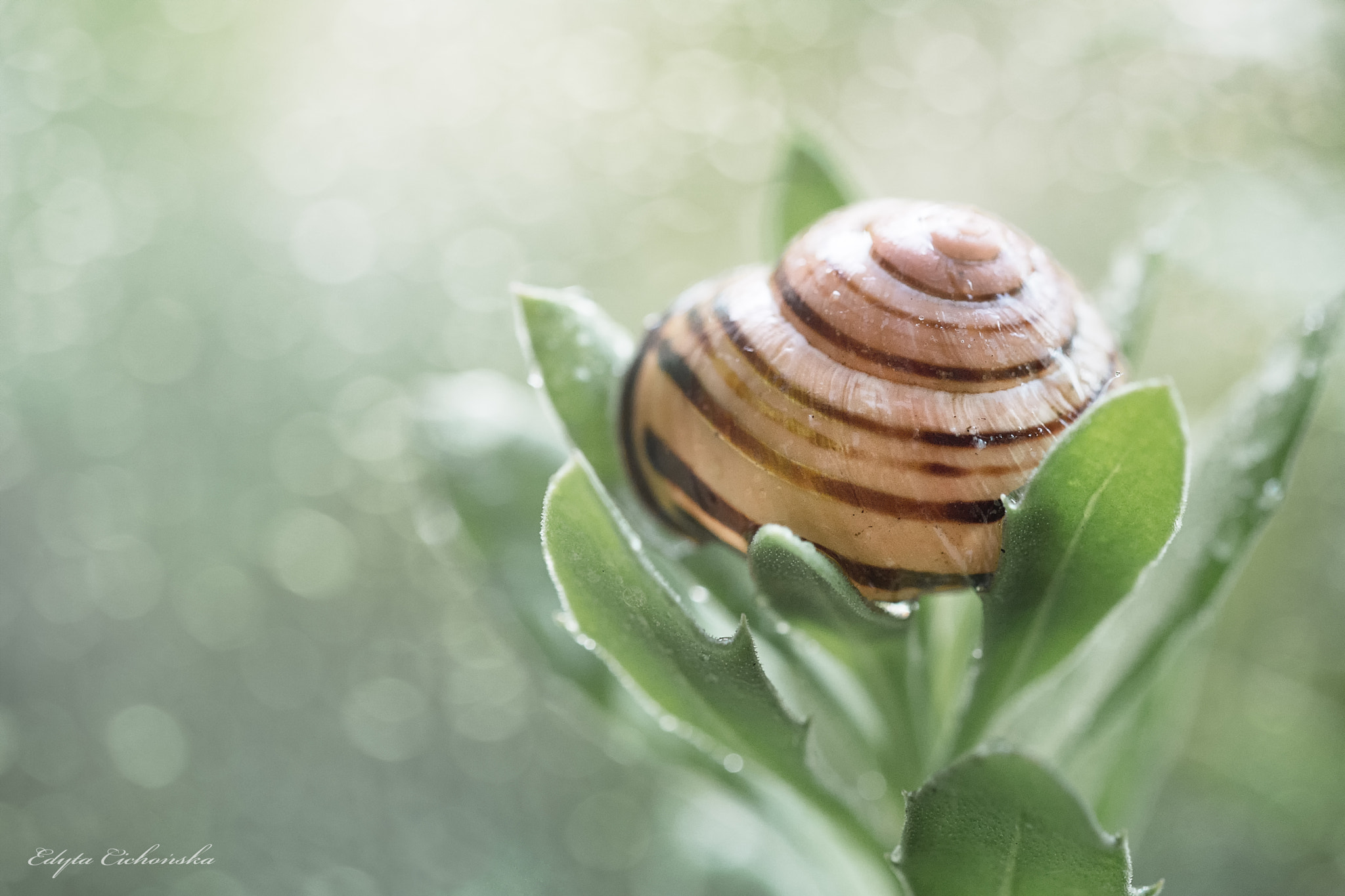 Sigma 150mm F2.8 EX DG Macro HSM sample photo. Shell in dew photography