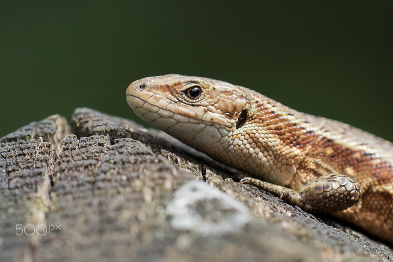 Sony ILCA-77M2 + Sony 100mm F2.8 Macro sample photo. Viviparous lizard photography