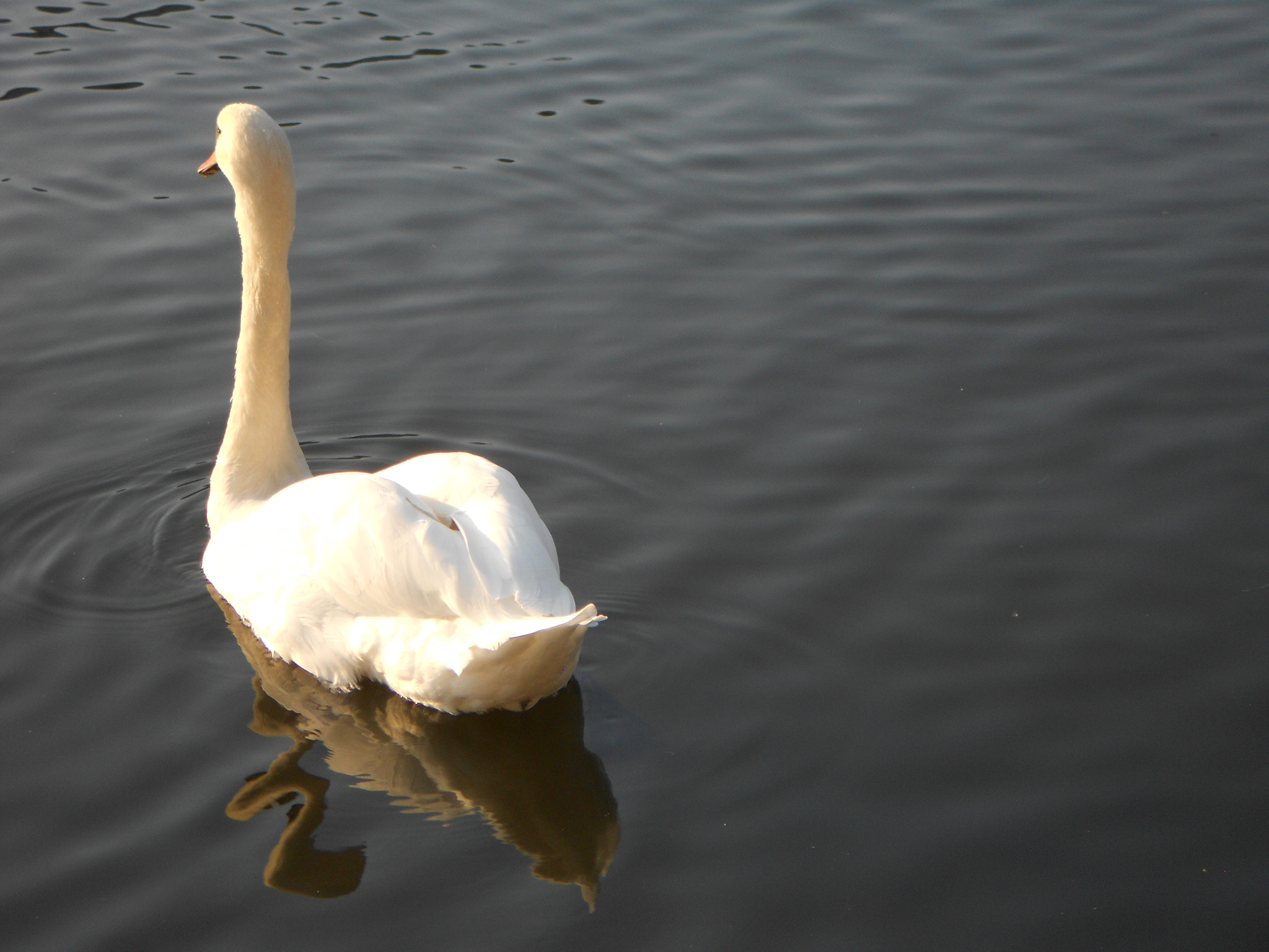 Nikon COOLPIX S2600 sample photo. Swan on the fulda photography