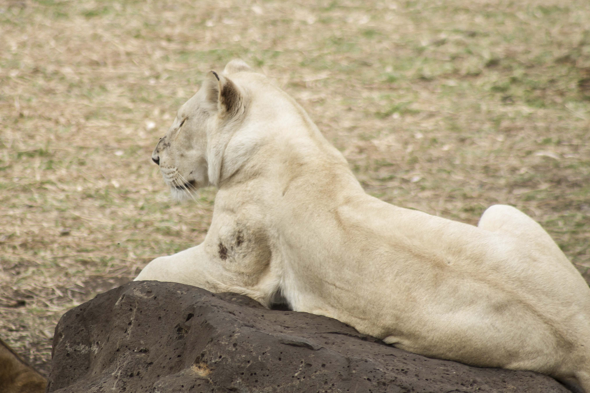 Canon EF 75-300mm f/4-5.6 USM sample photo. Casela photography