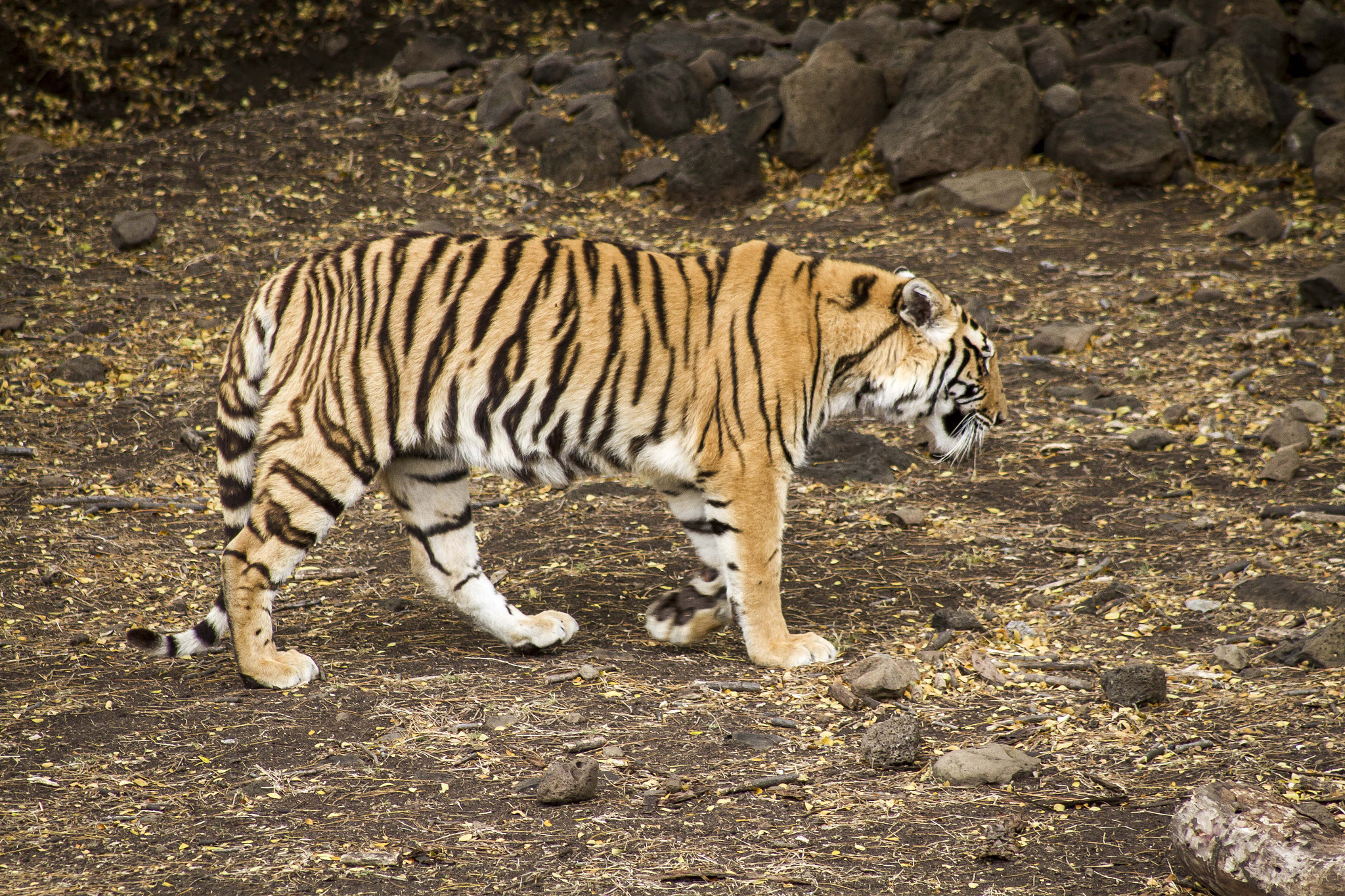 Canon EF 75-300mm f/4-5.6 USM sample photo. Casela photography