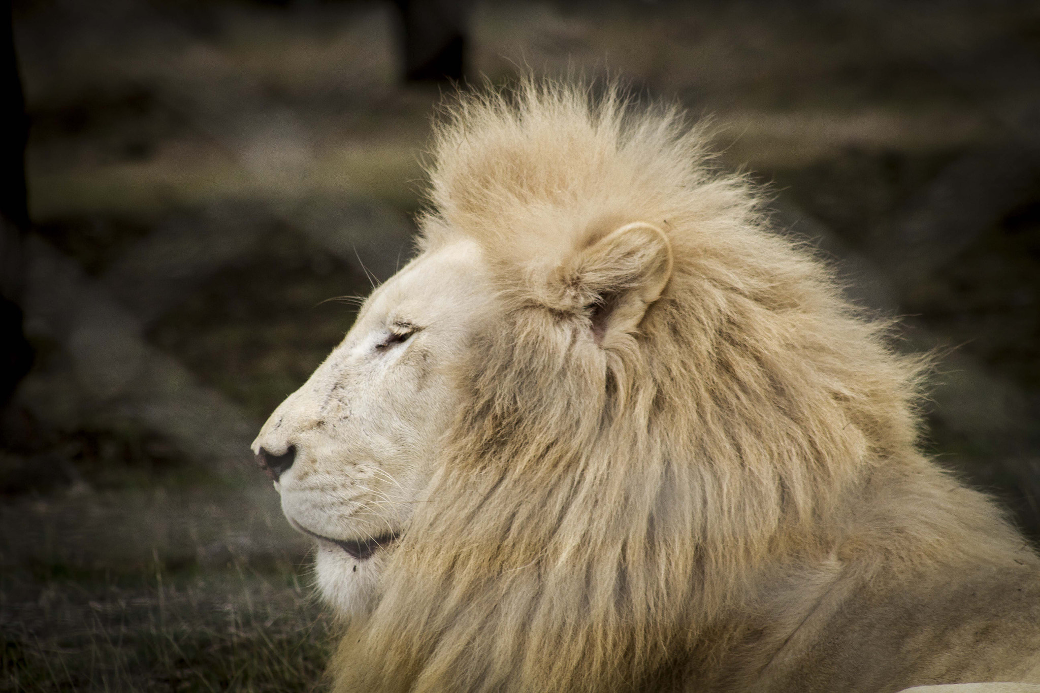 Canon EF 75-300mm f/4-5.6 USM sample photo. Casela photography
