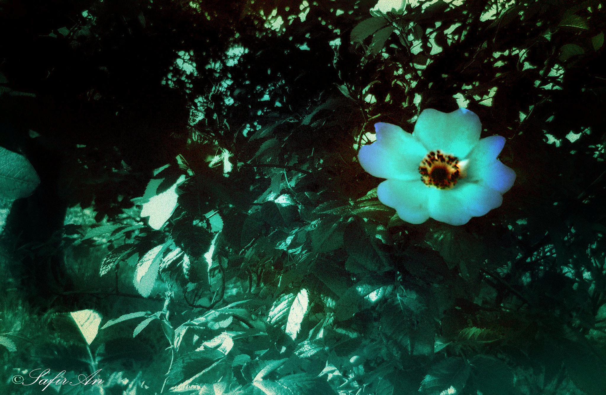Sony DSC-P73 sample photo. Wild flower photography