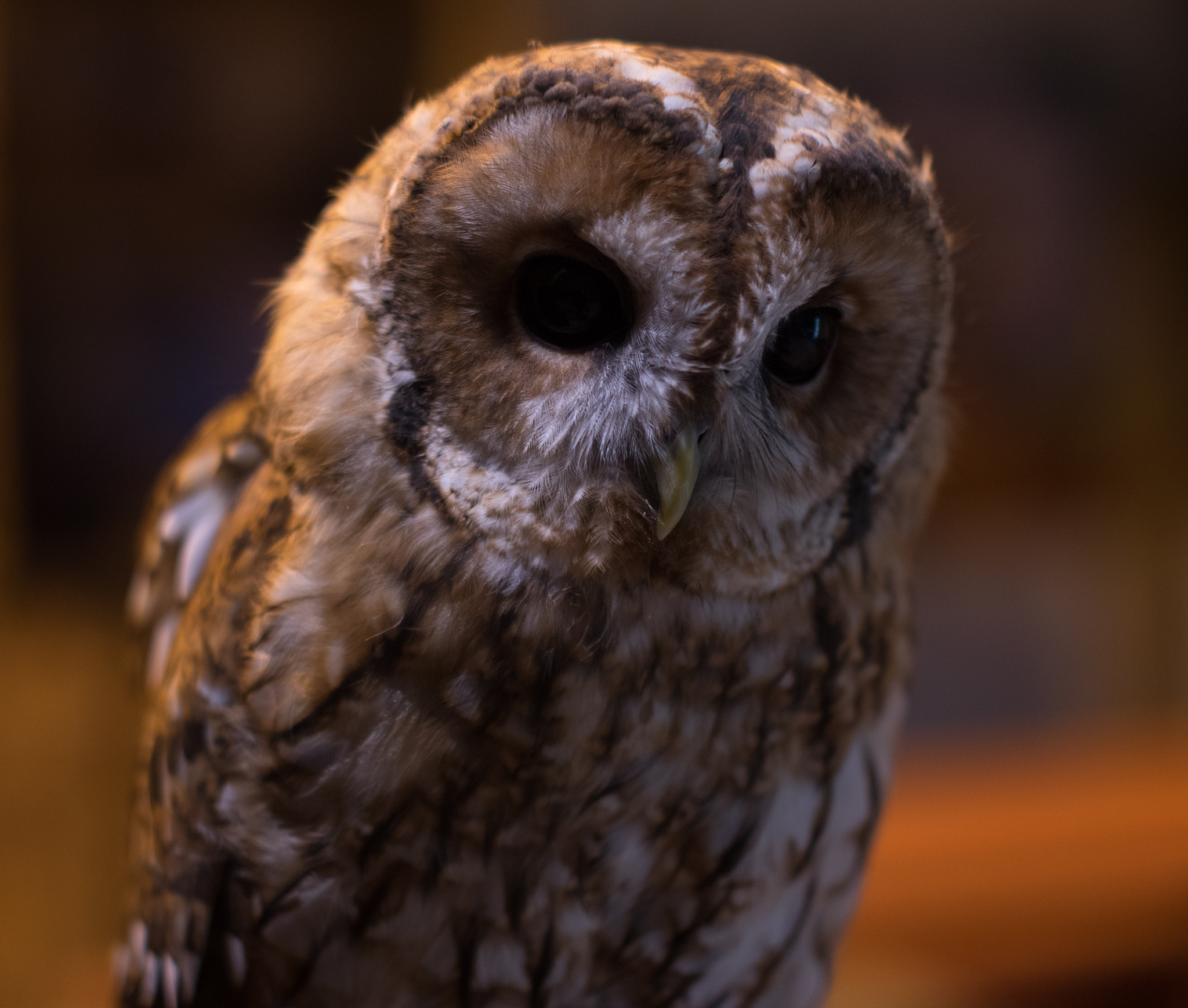 Pentax smc FA 50mm F1.4 sample photo. Tawny owl photography