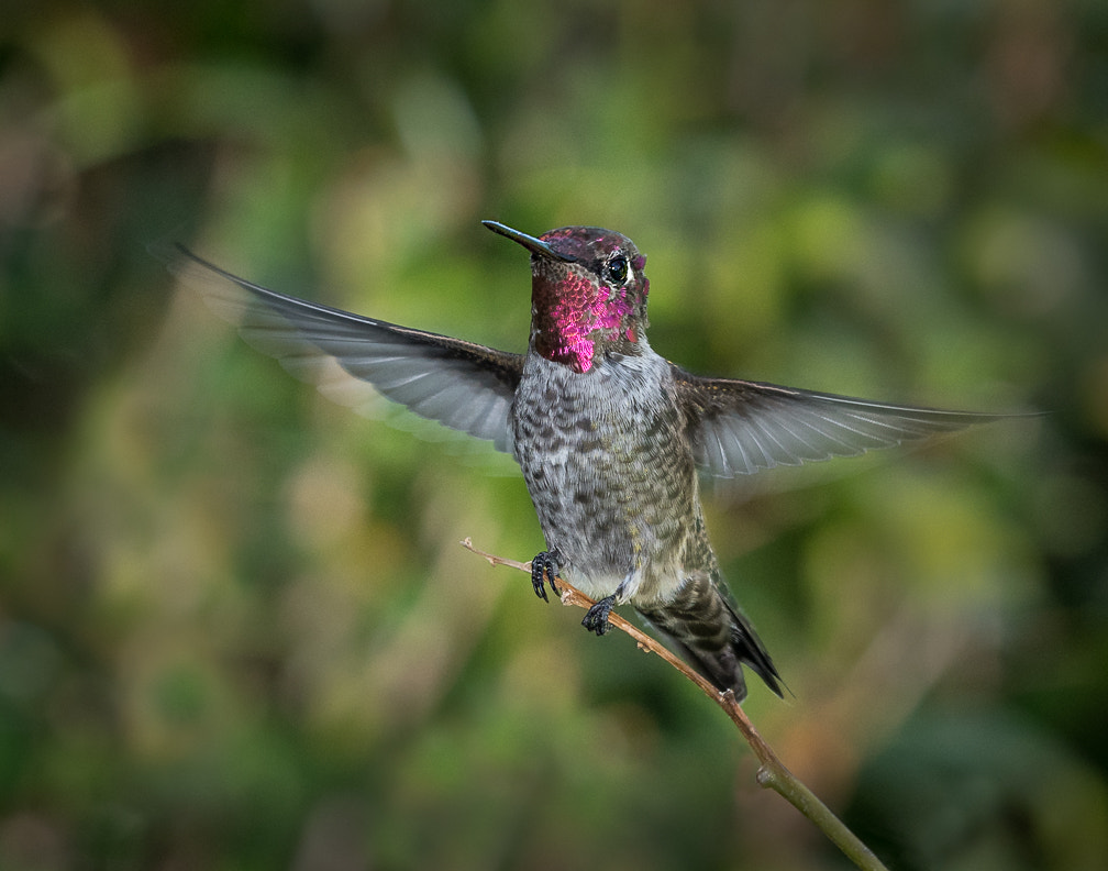 Nikon D500 + Sigma 150mm F2.8 EX DG Macro HSM sample photo. Annas hummingbird photography