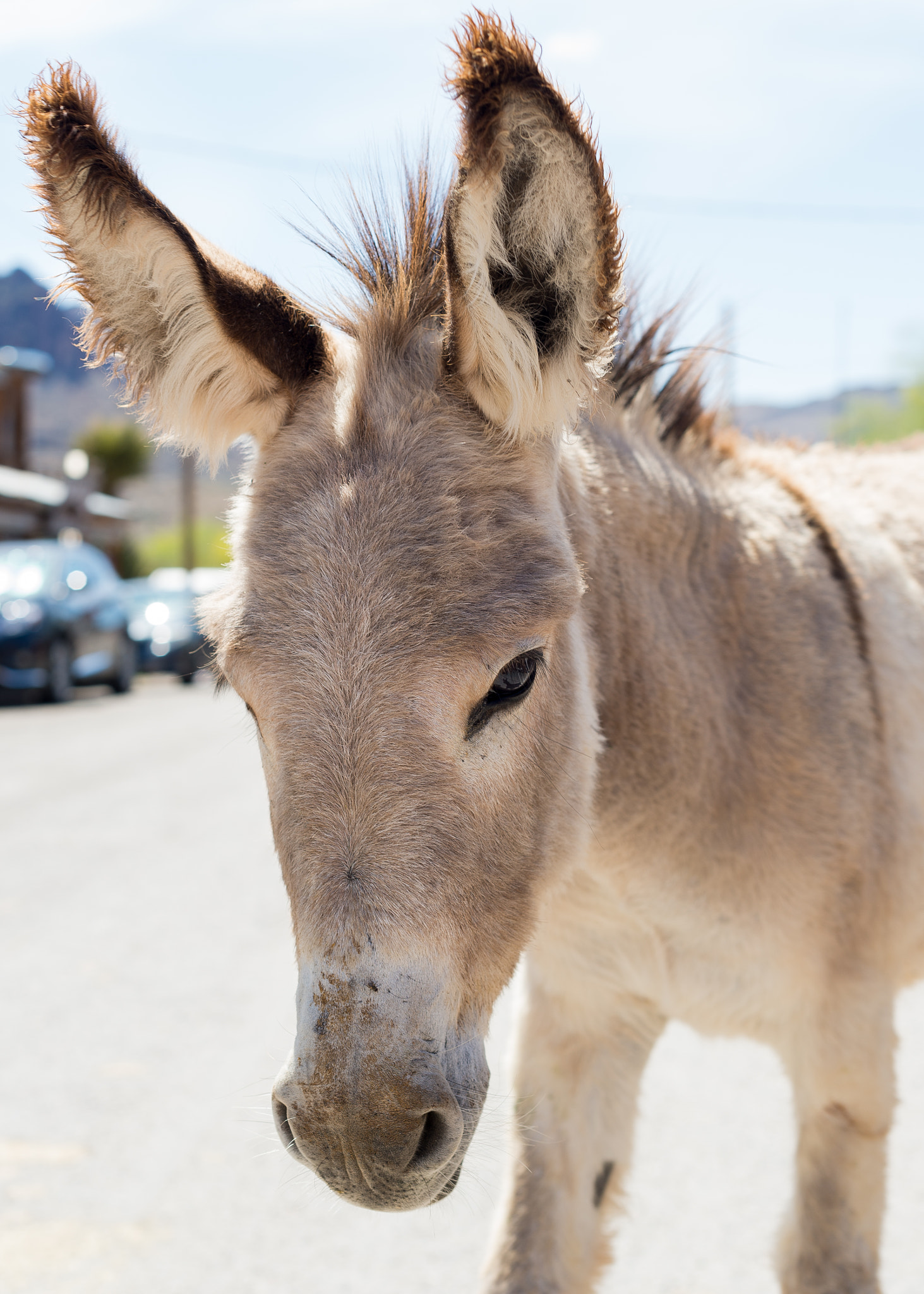 Nikon D4 + Nikon AF-S Nikkor 50mm F1.4G sample photo. Donkey ears photography