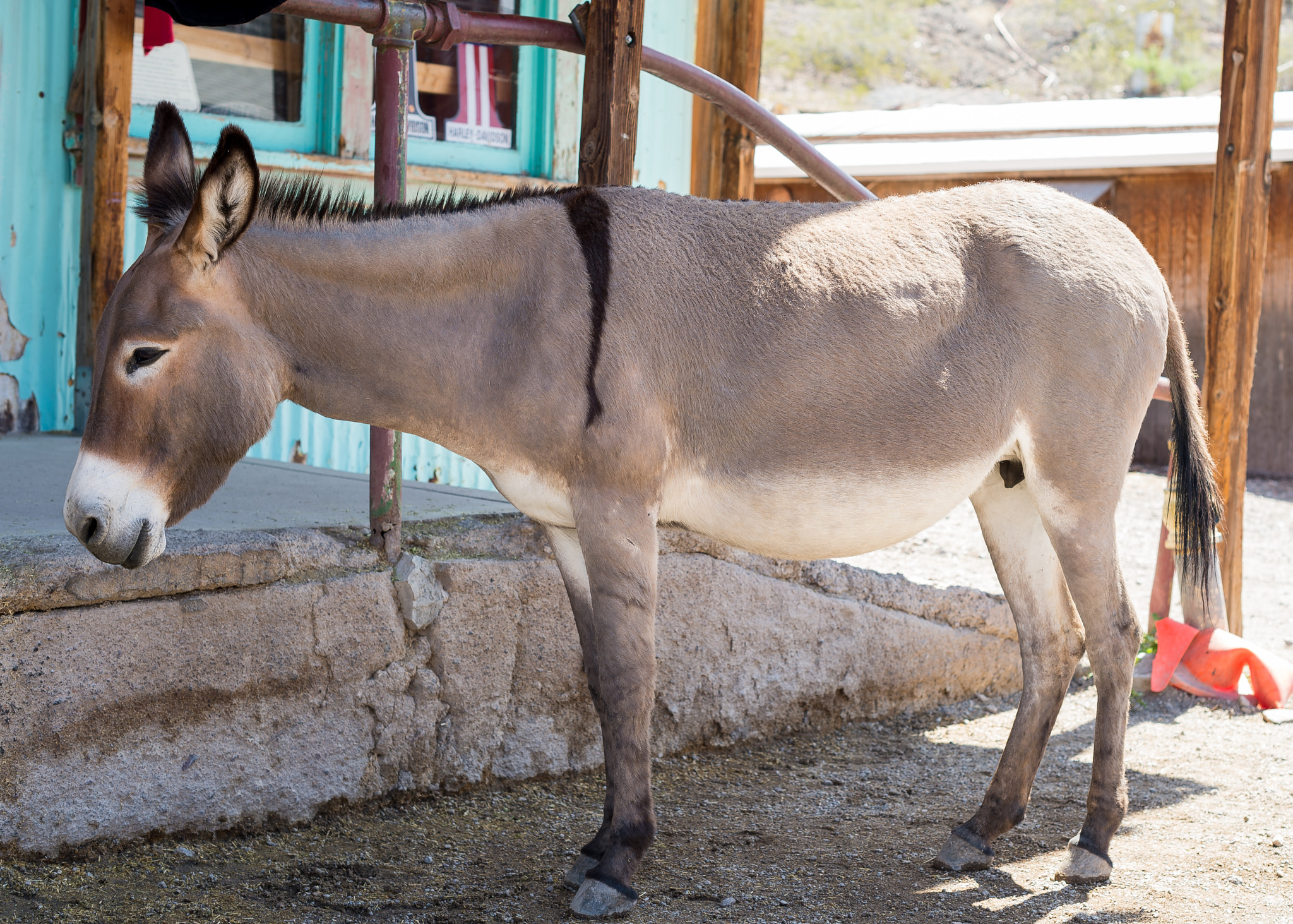 Nikon D4 + Nikon AF-S Nikkor 50mm F1.4G sample photo. Donkey posing photography