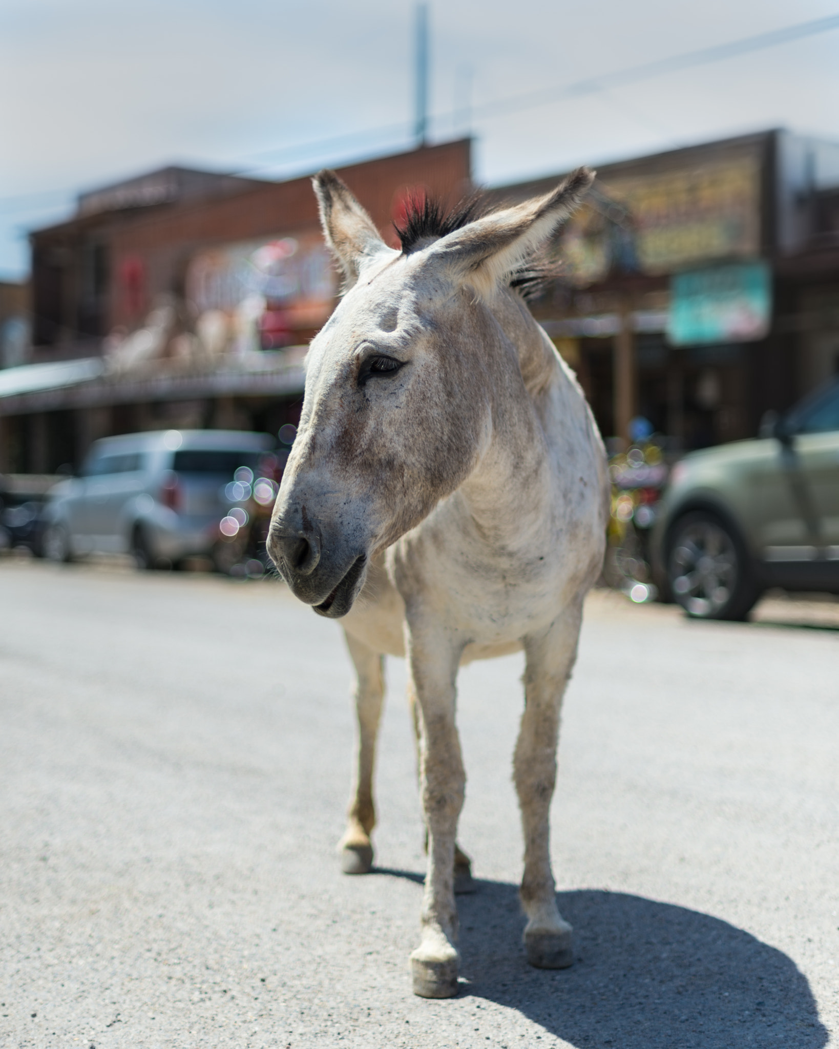 Nikon D4 + Nikon AF-S Nikkor 50mm F1.4G sample photo. Little donkey photography