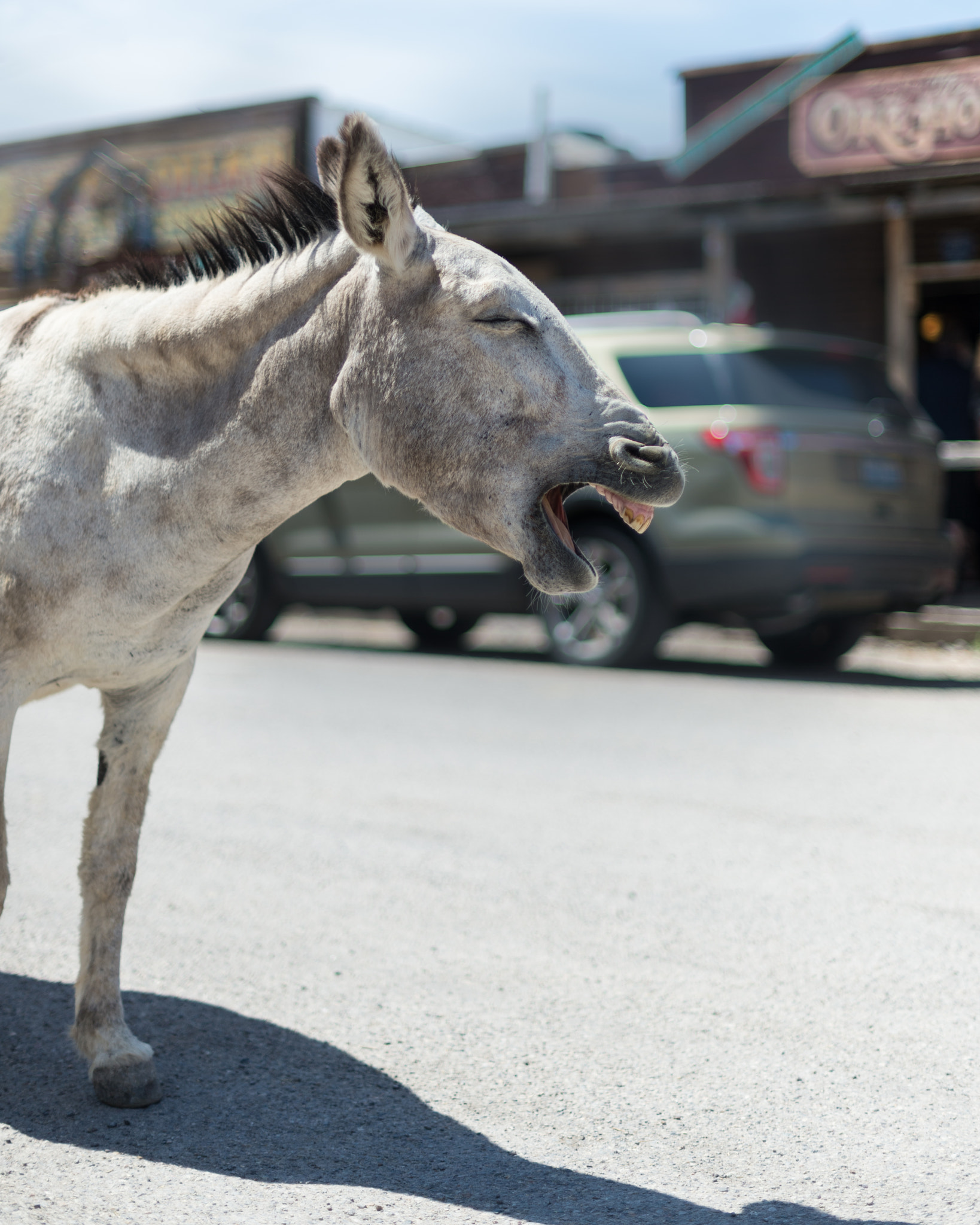 Nikon D4 + Nikon AF-S Nikkor 50mm F1.4G sample photo. Laughing donkey photography