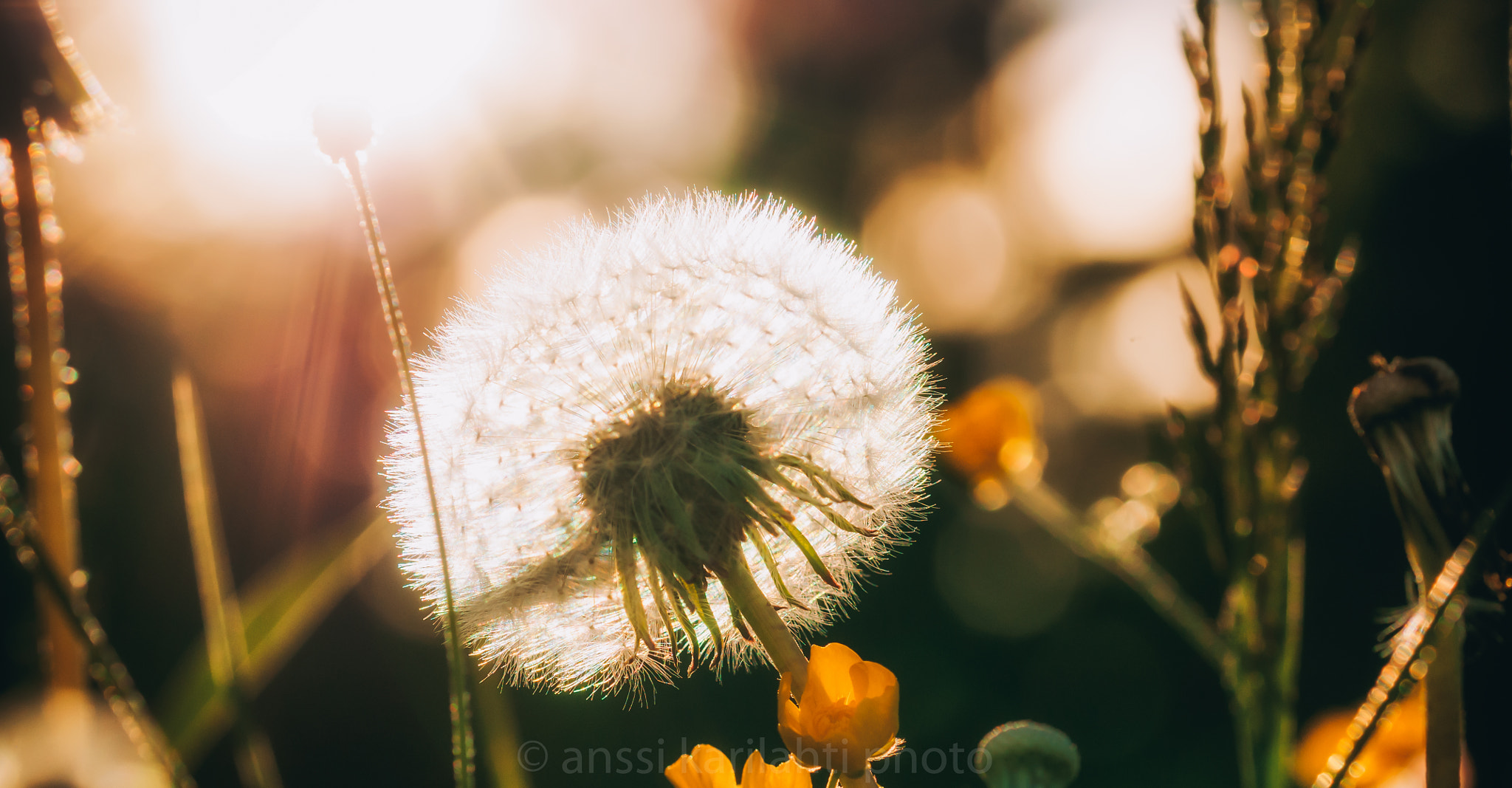 Sigma 105mm F2.8 EX DG OS HSM sample photo. Soft light photography