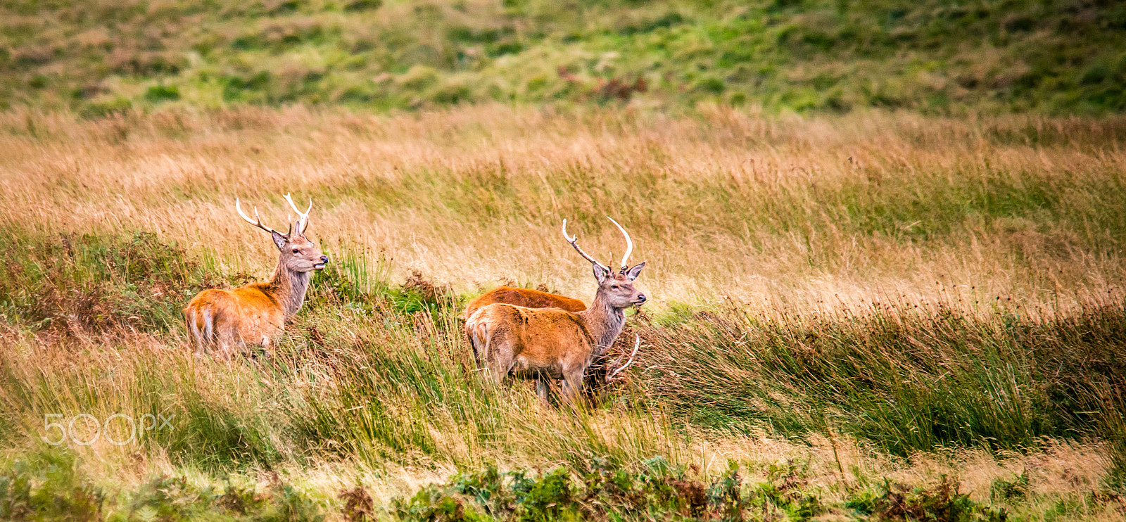 Sigma 150-500mm F5-6.3 DG OS HSM sample photo. Red deer stags on exmoor photography