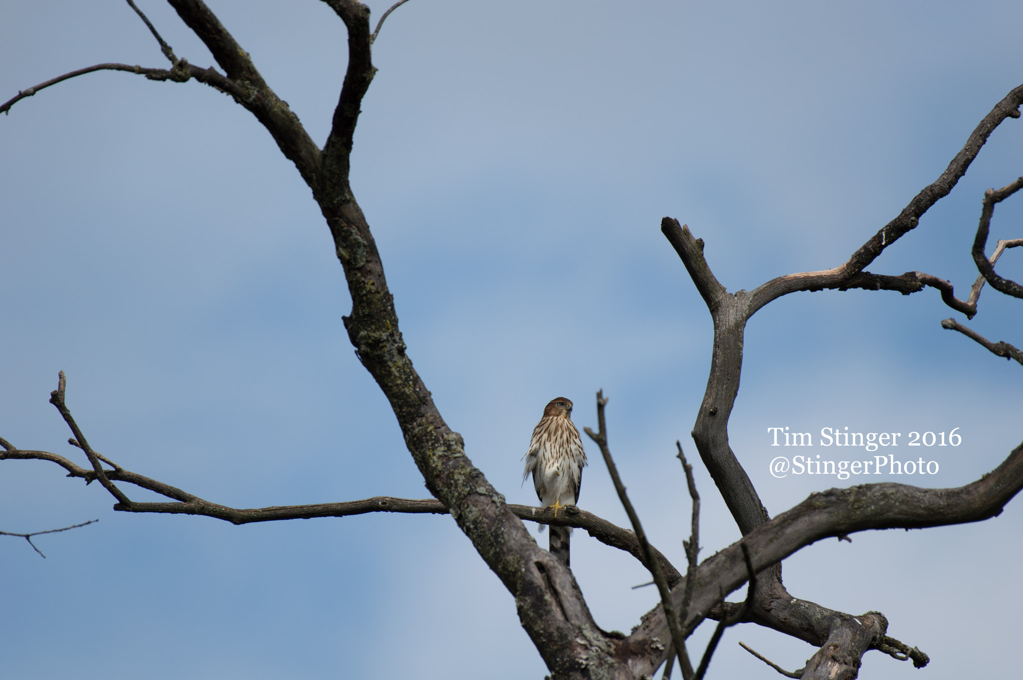 Nikon AF-S Nikkor 200-500mm F5.6E ED VR sample photo. Scouting for dinner photography