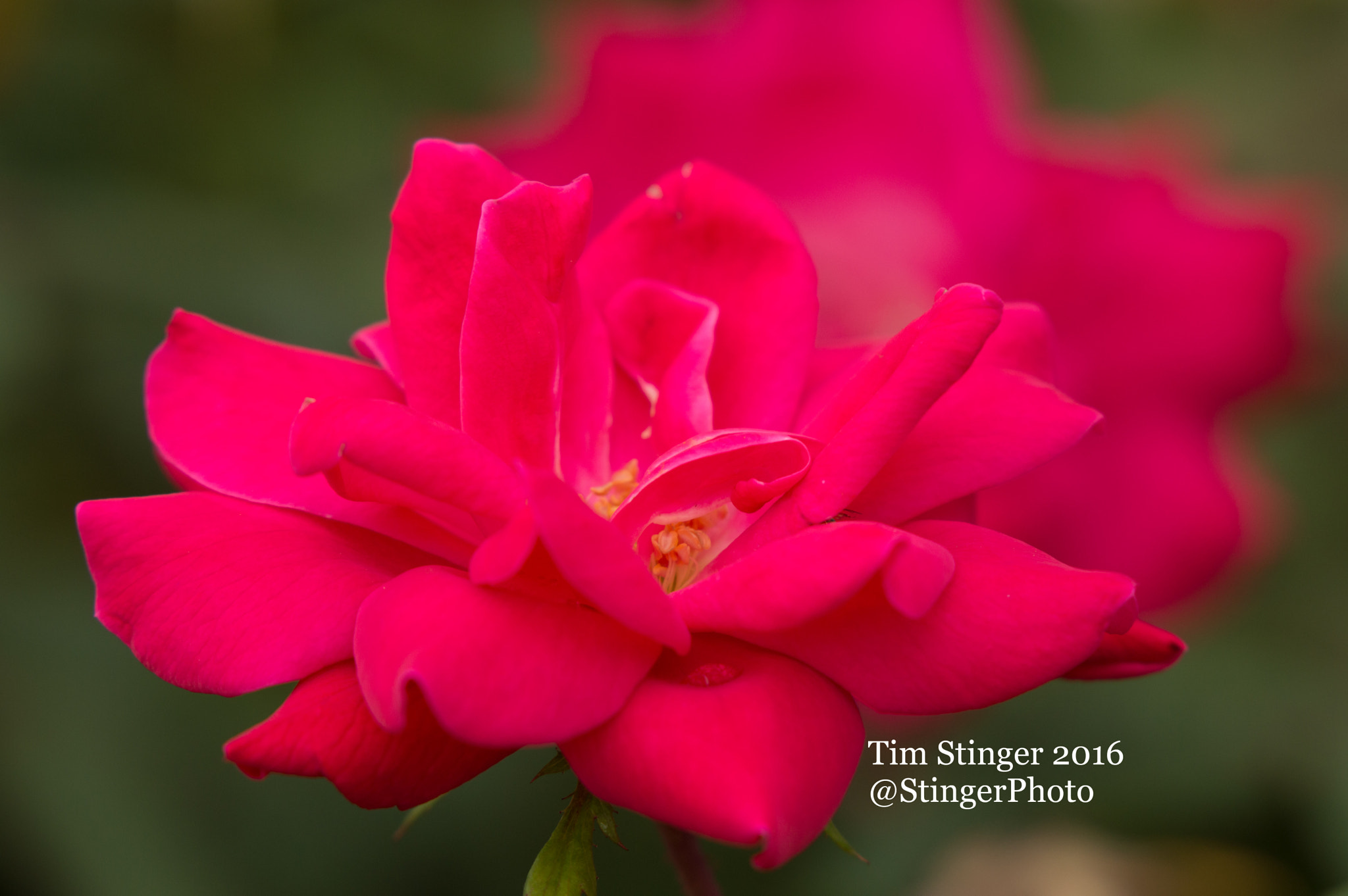 Nikon AF-S Nikkor 200-500mm F5.6E ED VR sample photo. Rose double knockout photography