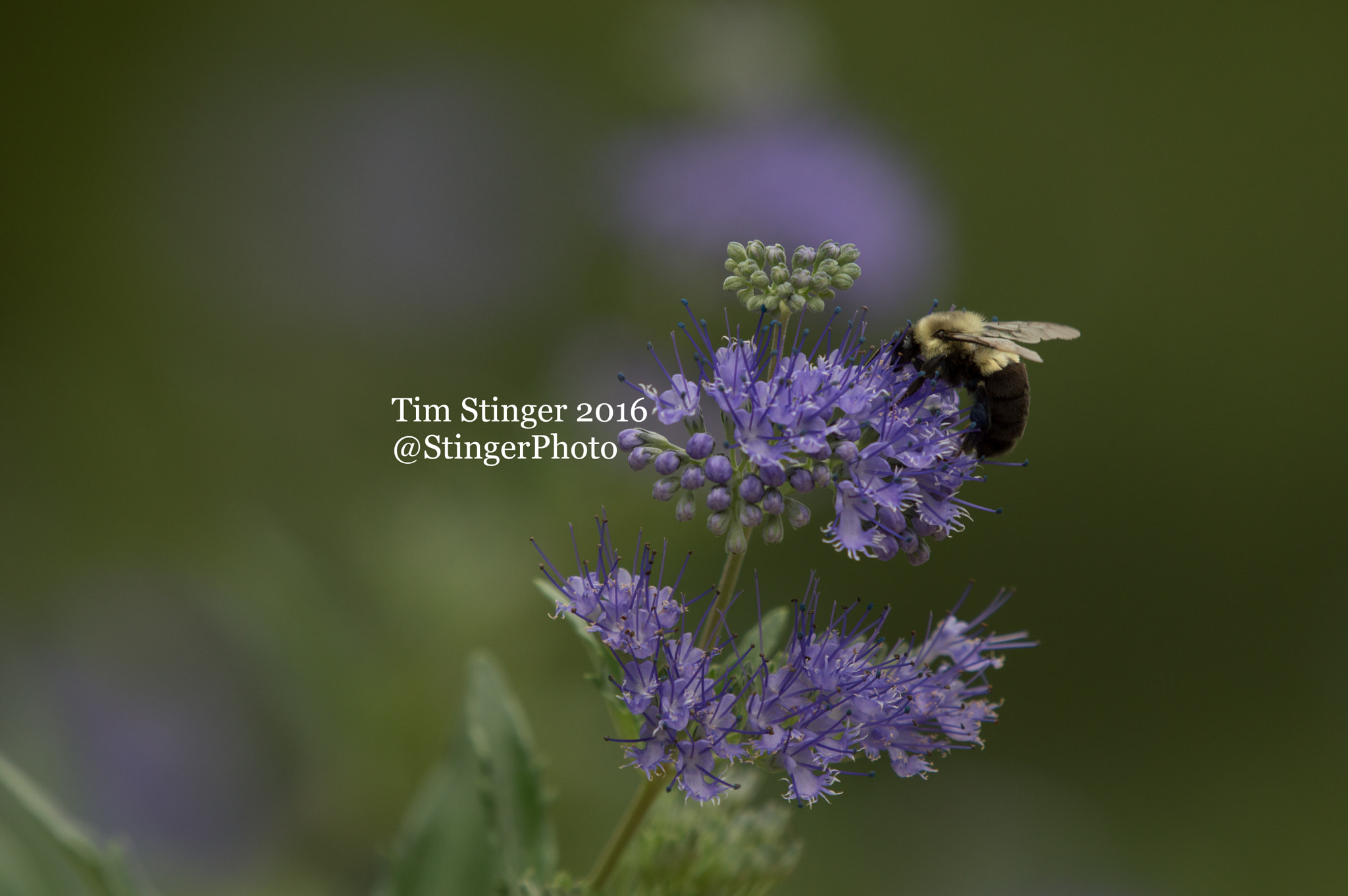 Nikon AF-S Nikkor 200-500mm F5.6E ED VR sample photo. Blue mint bluebeard (2) photography