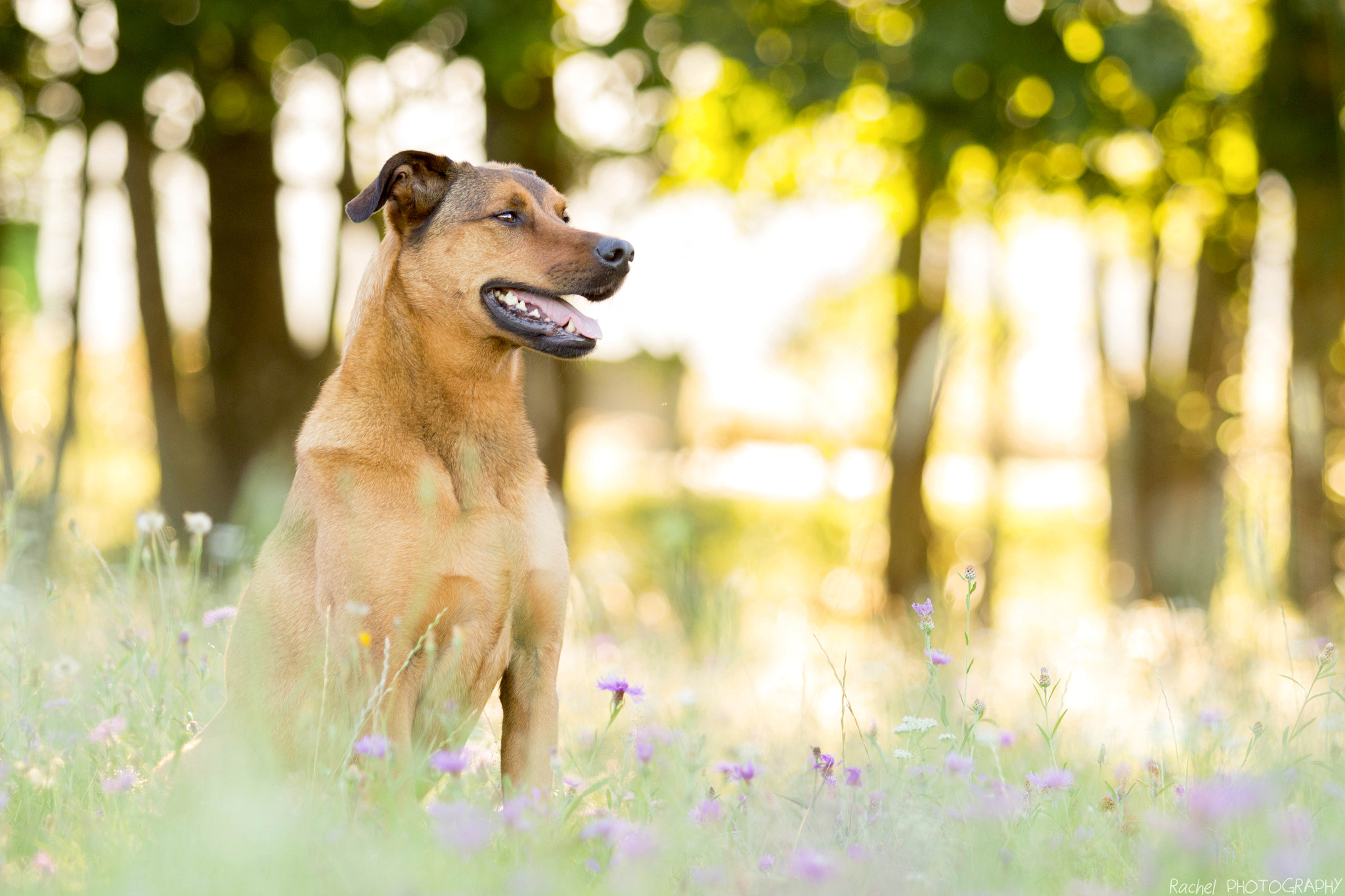 Canon EF 70-200mm F2.8L USM sample photo. Quand le soleil se couche gentillement photography
