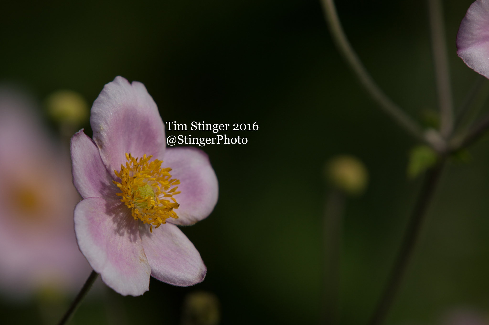 Nikon AF-S Nikkor 200-500mm F5.6E ED VR sample photo. Japanese anemone (1) photography