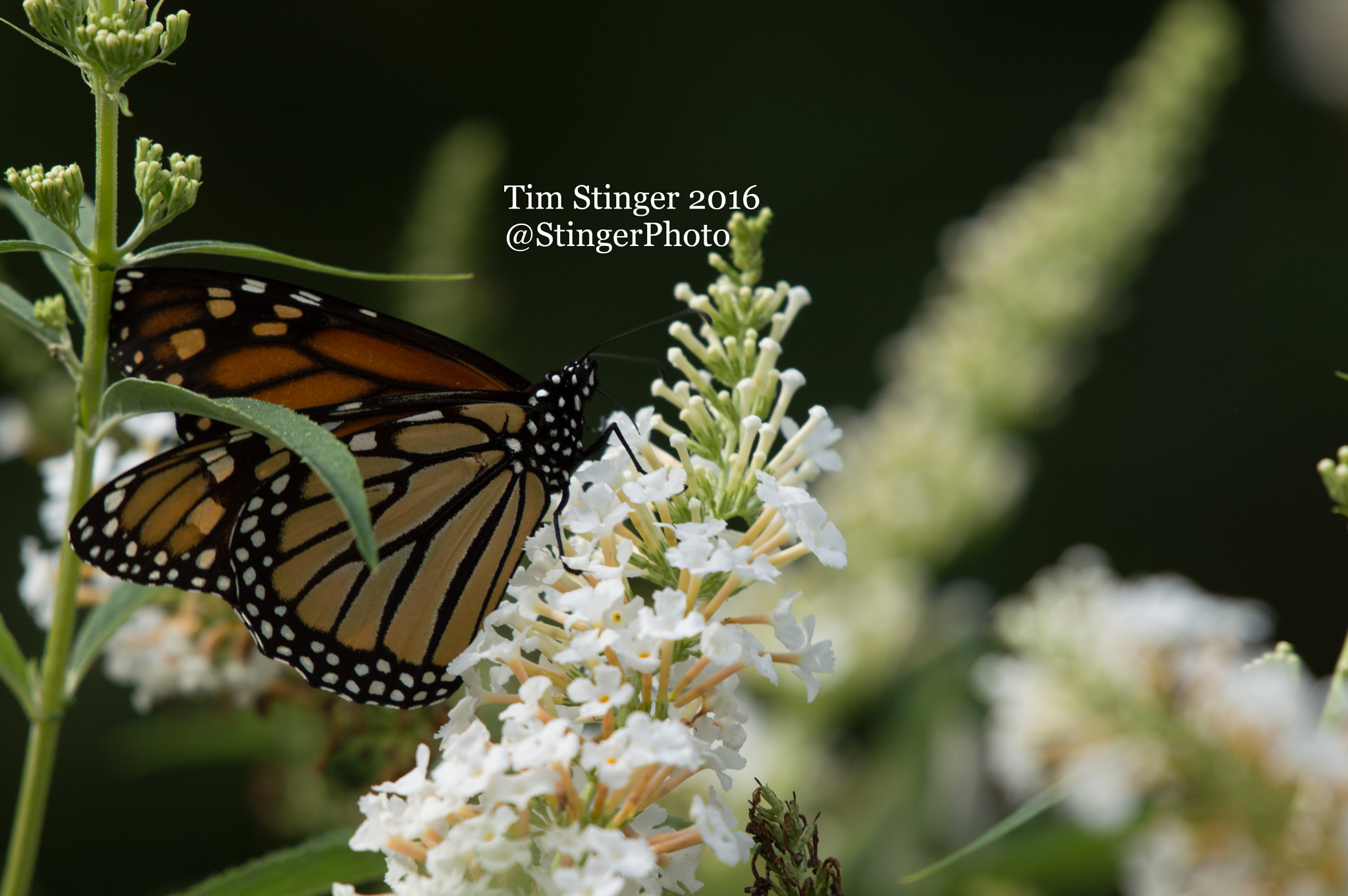 Nikon AF-S Nikkor 200-500mm F5.6E ED VR sample photo. White profusion butterfly bush with a monarch butterfly photography