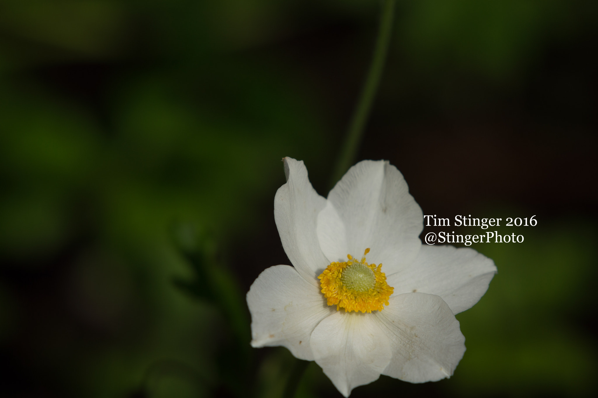 Nikon AF-S Nikkor 200-500mm F5.6E ED VR sample photo. Snowdrop anemone photography