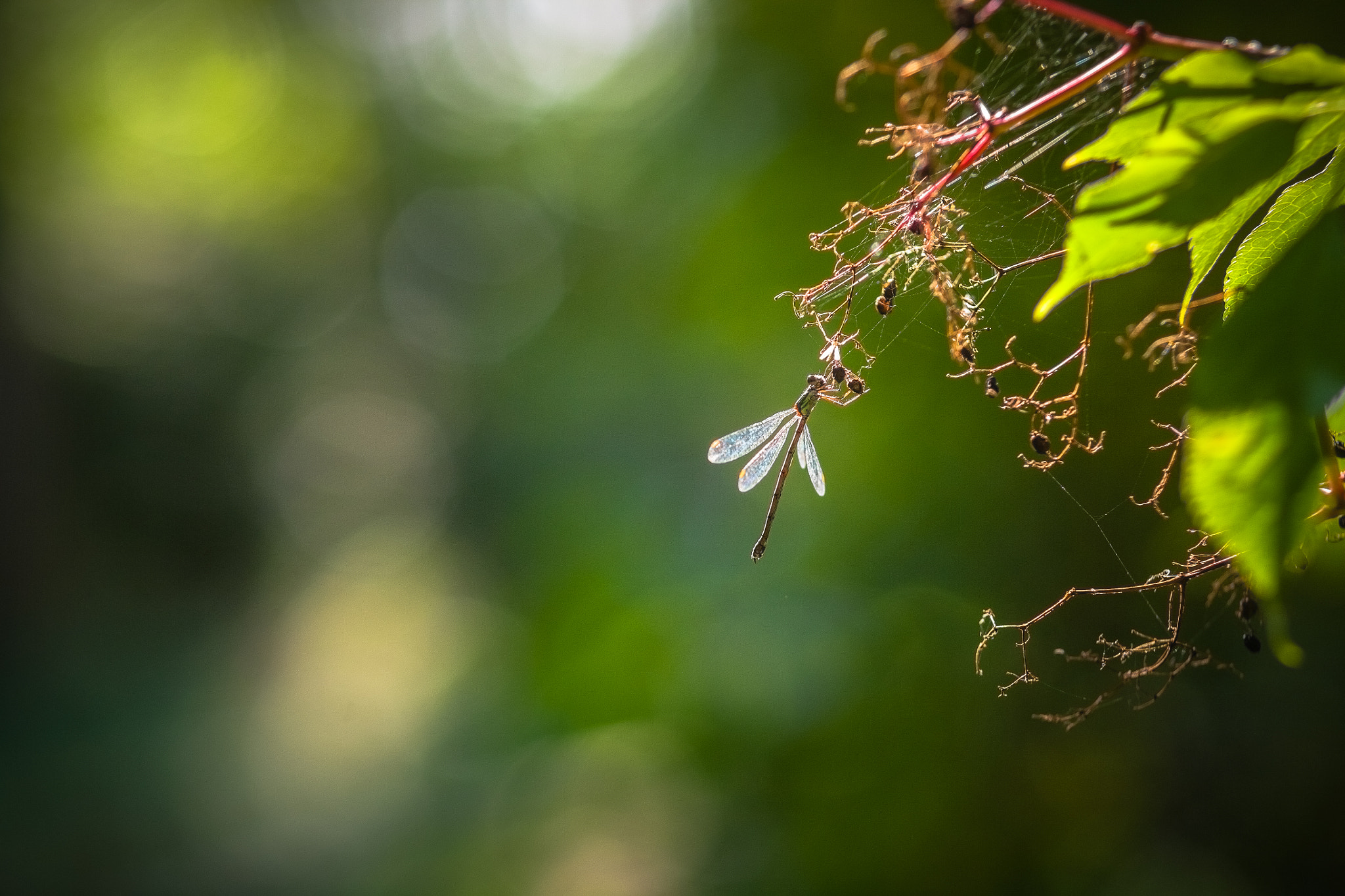 Canon EOS 5D + Canon EF 135mm F2.8 SF sample photo. Emerald damselfly photography