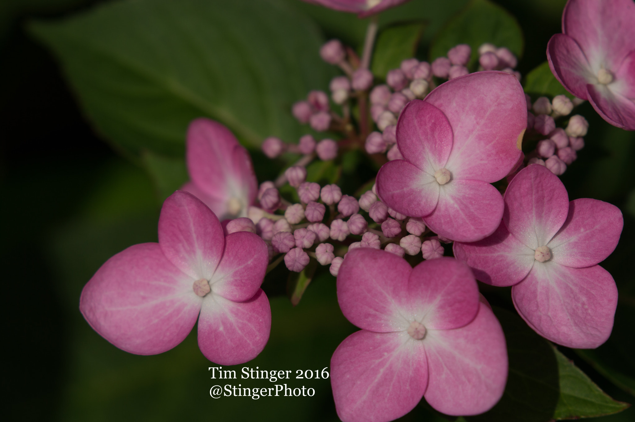 Nikon AF-S Nikkor 200-500mm F5.6E ED VR sample photo. Big-leaved hydrangea twist-n-shout endless summer photography