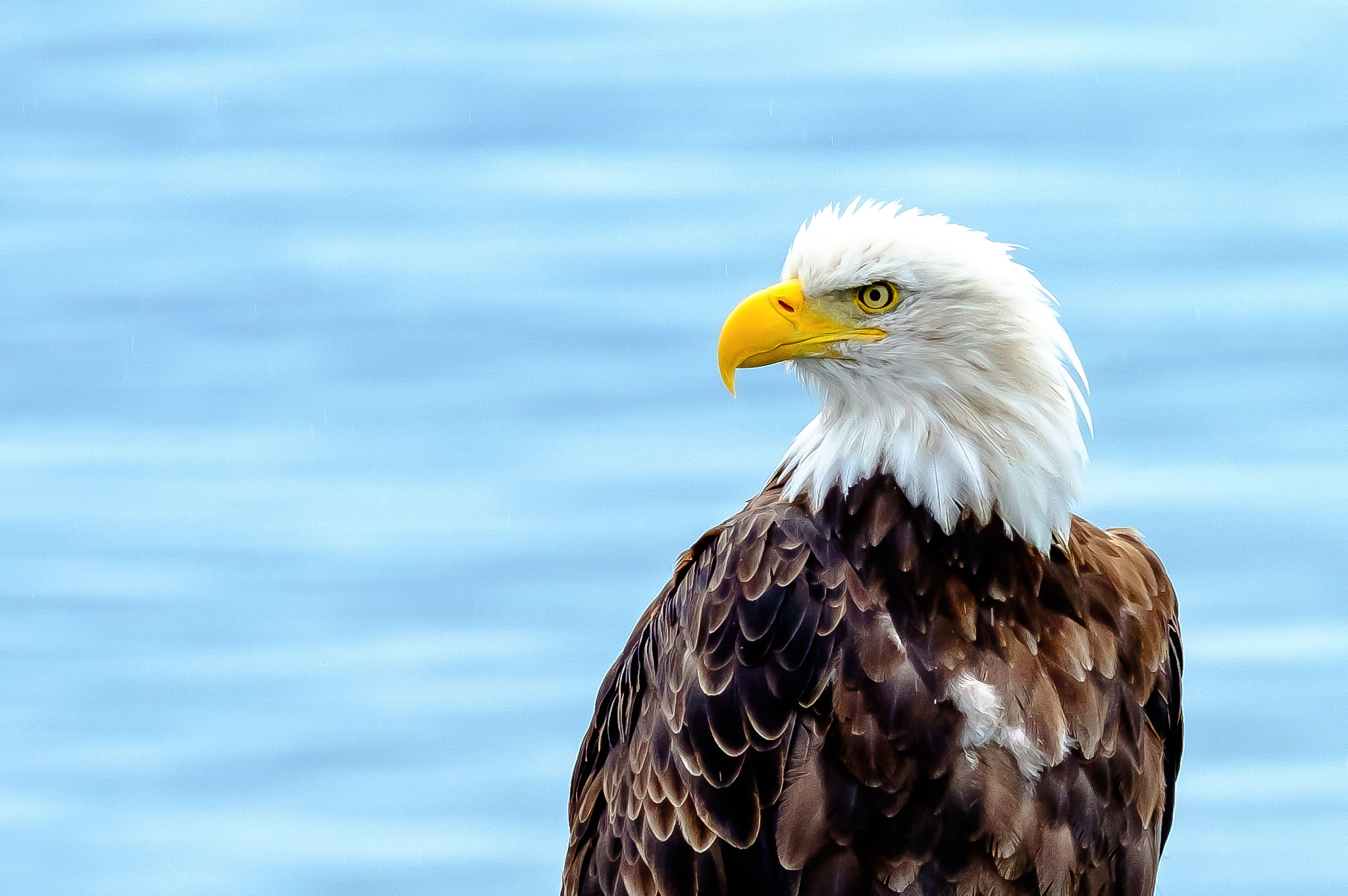 Fujifilm XF 100-400mm F4.5-5.6 R LM OIS WR sample photo. Bald eagle photography