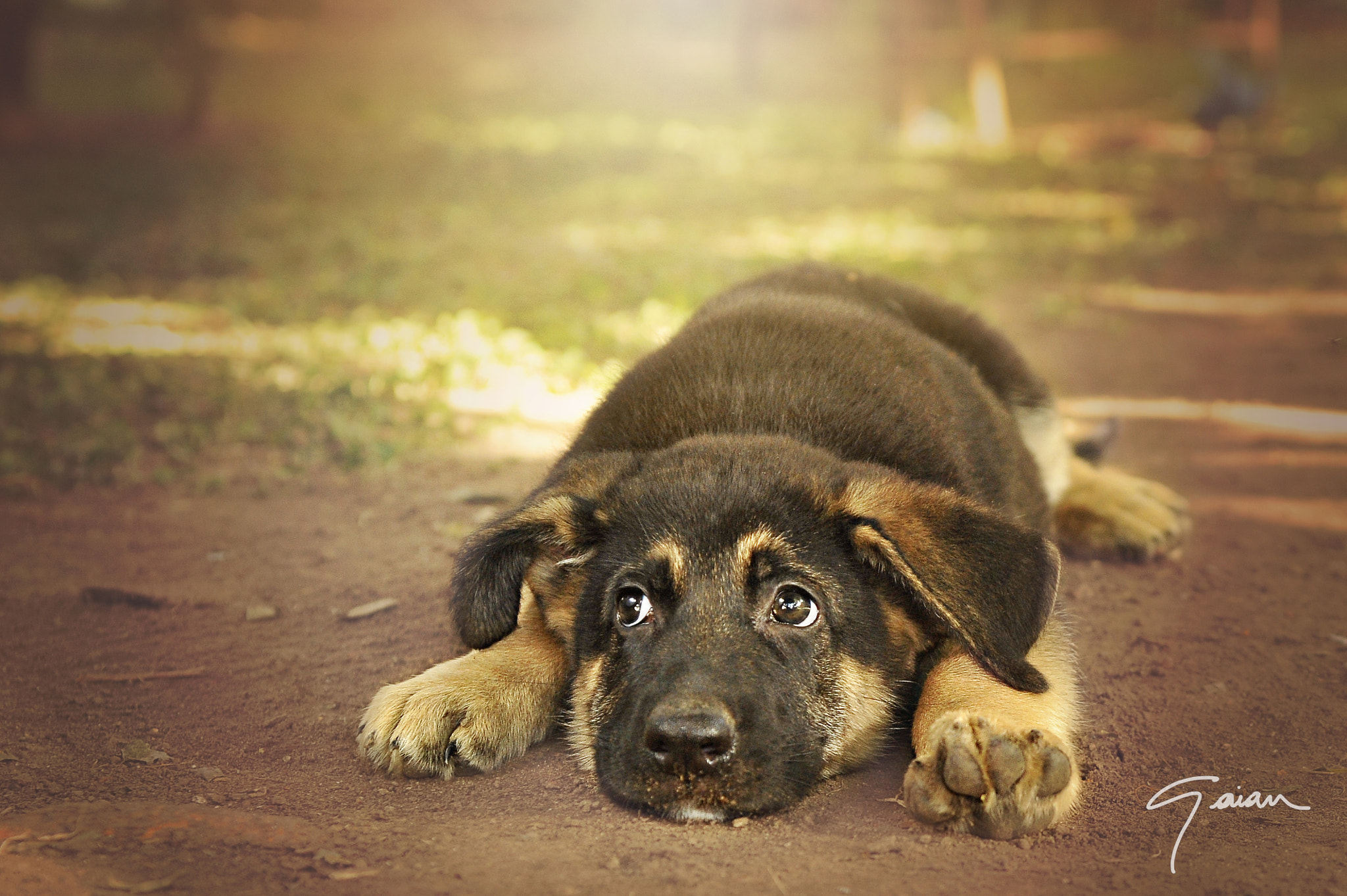 Nikon D700 + Sigma 24-70mm F2.8 EX DG Macro sample photo. Lazzy puppy photography