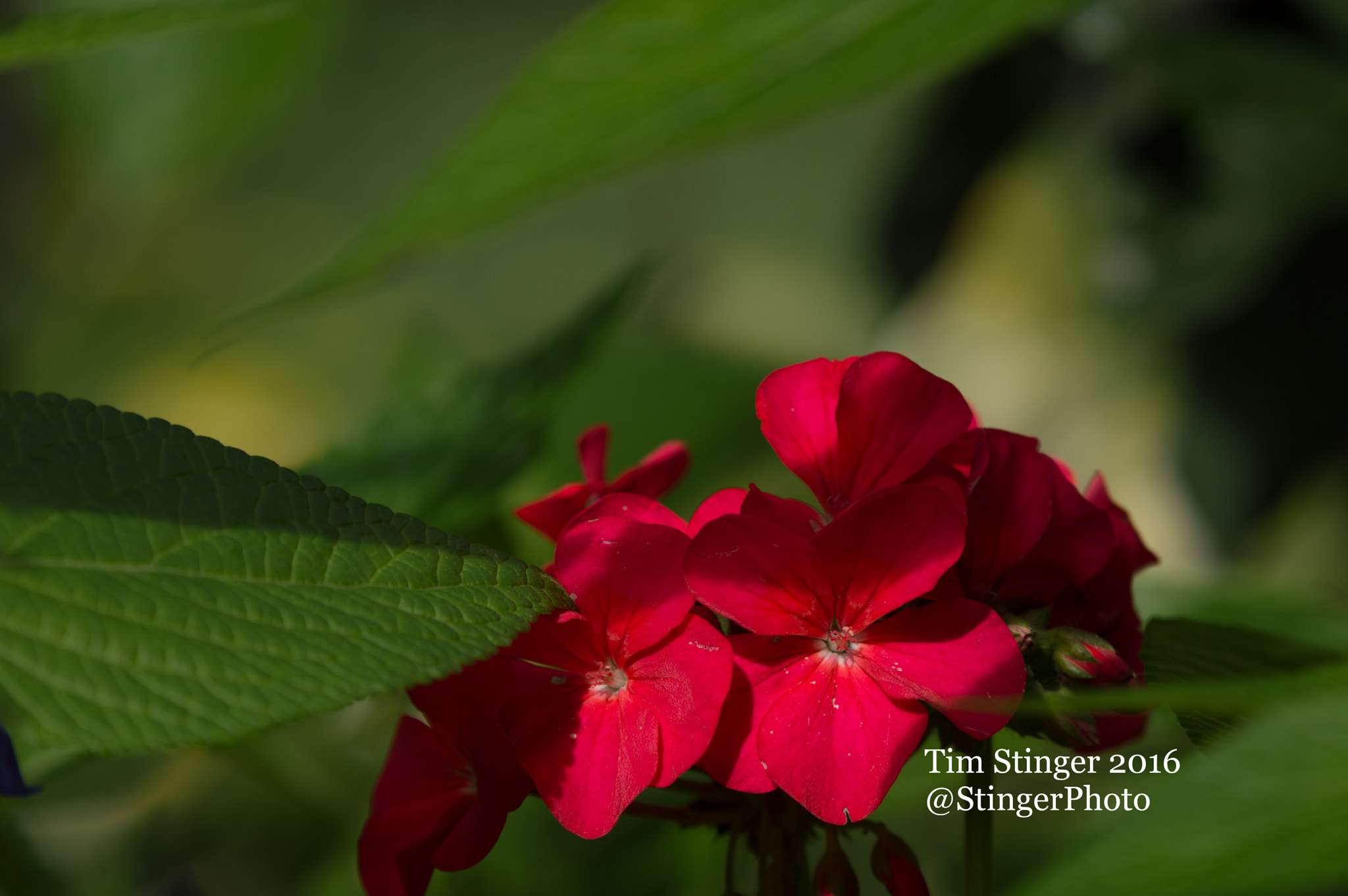 Nikon AF-S Nikkor 200-500mm F5.6E ED VR sample photo. Bullseye cherry geranium photography