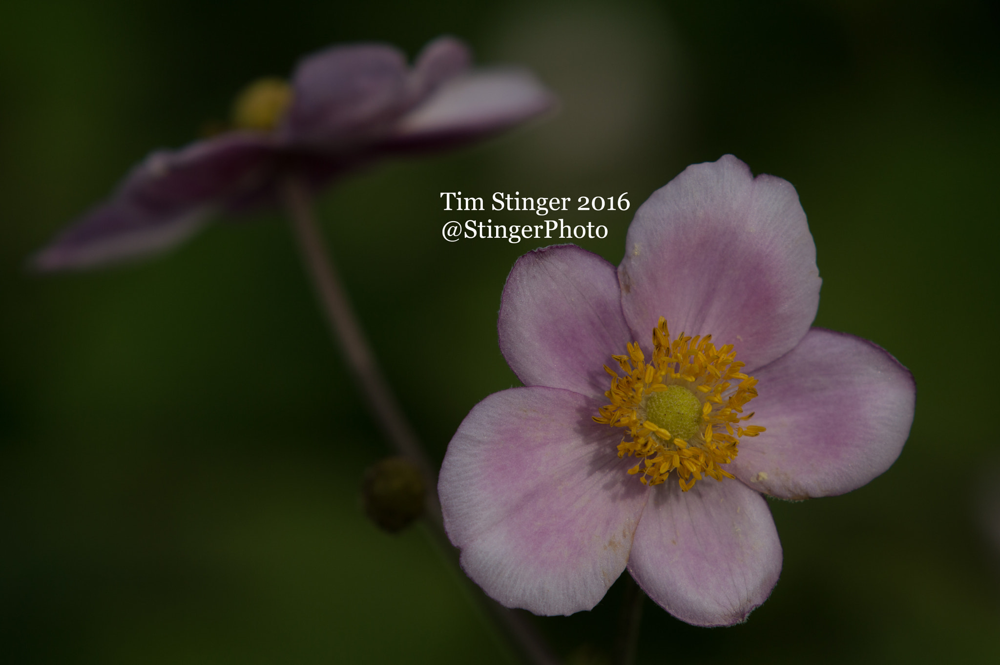 Nikon AF-S Nikkor 200-500mm F5.6E ED VR sample photo. Japanese anemone (2) photography