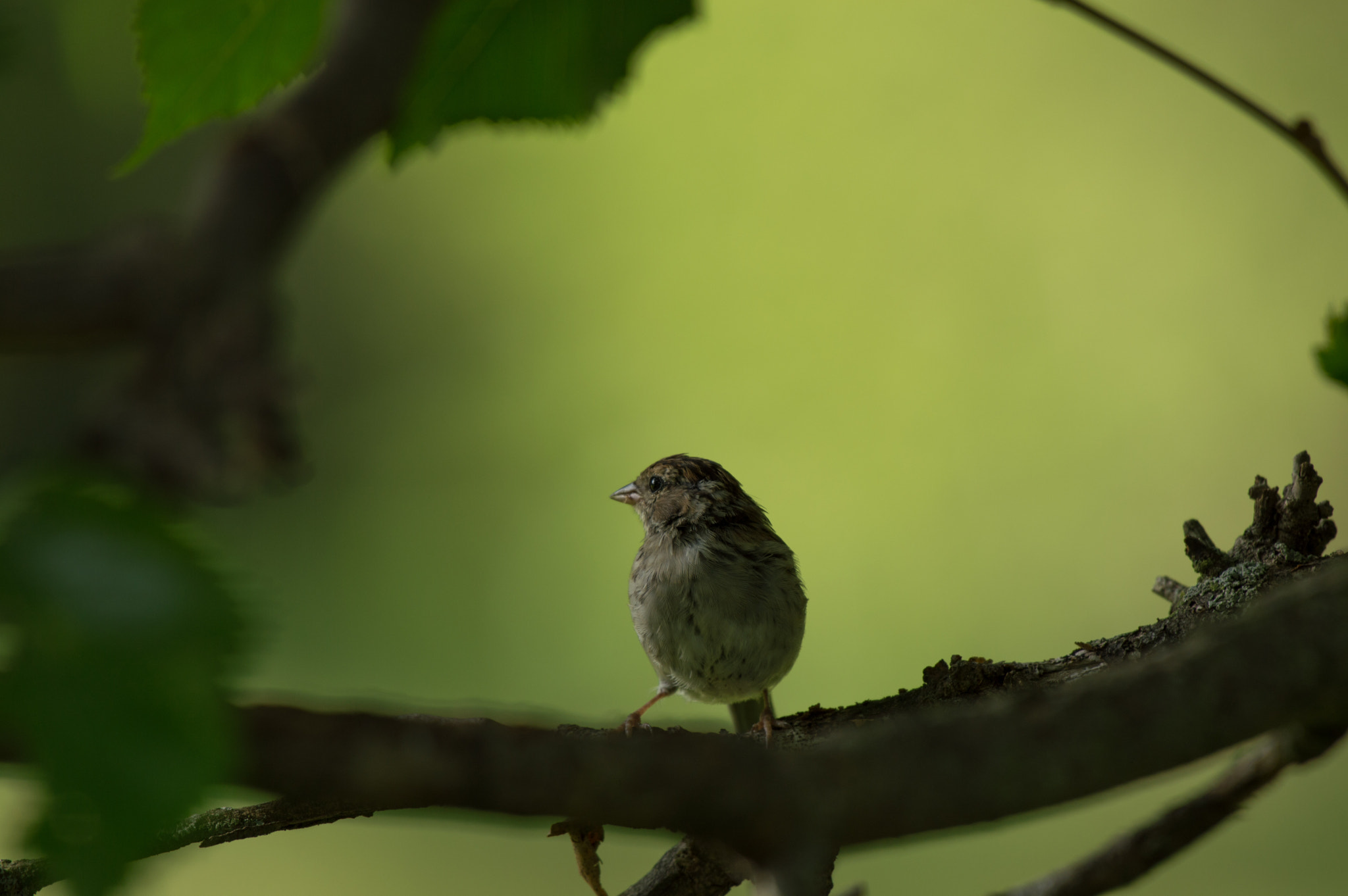 Nikon AF-S Nikkor 200-500mm F5.6E ED VR sample photo. Hiding in the shadows photography