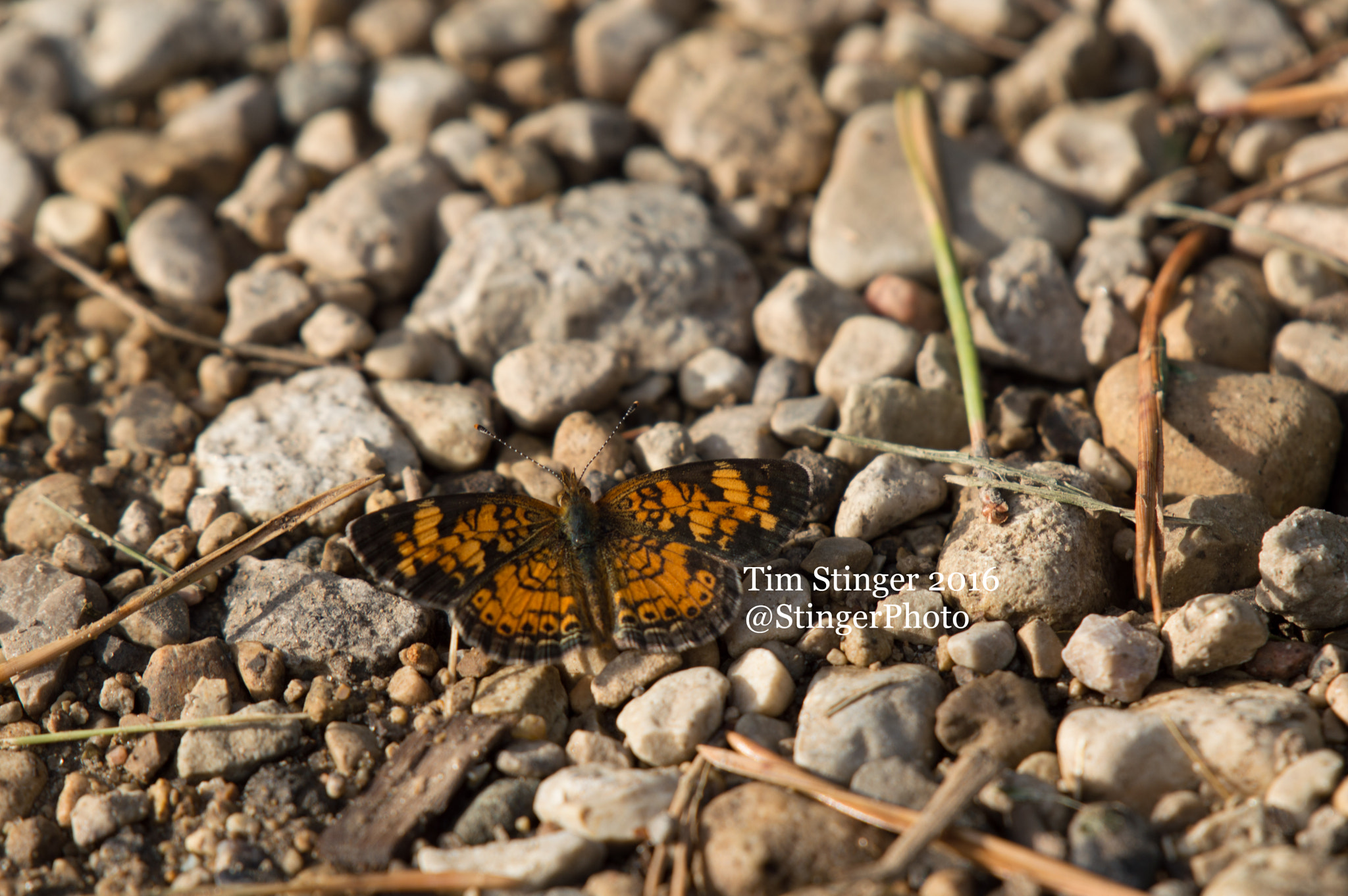 Nikon AF-S Nikkor 200-500mm F5.6E ED VR sample photo. Pearl crescent butterfly photography