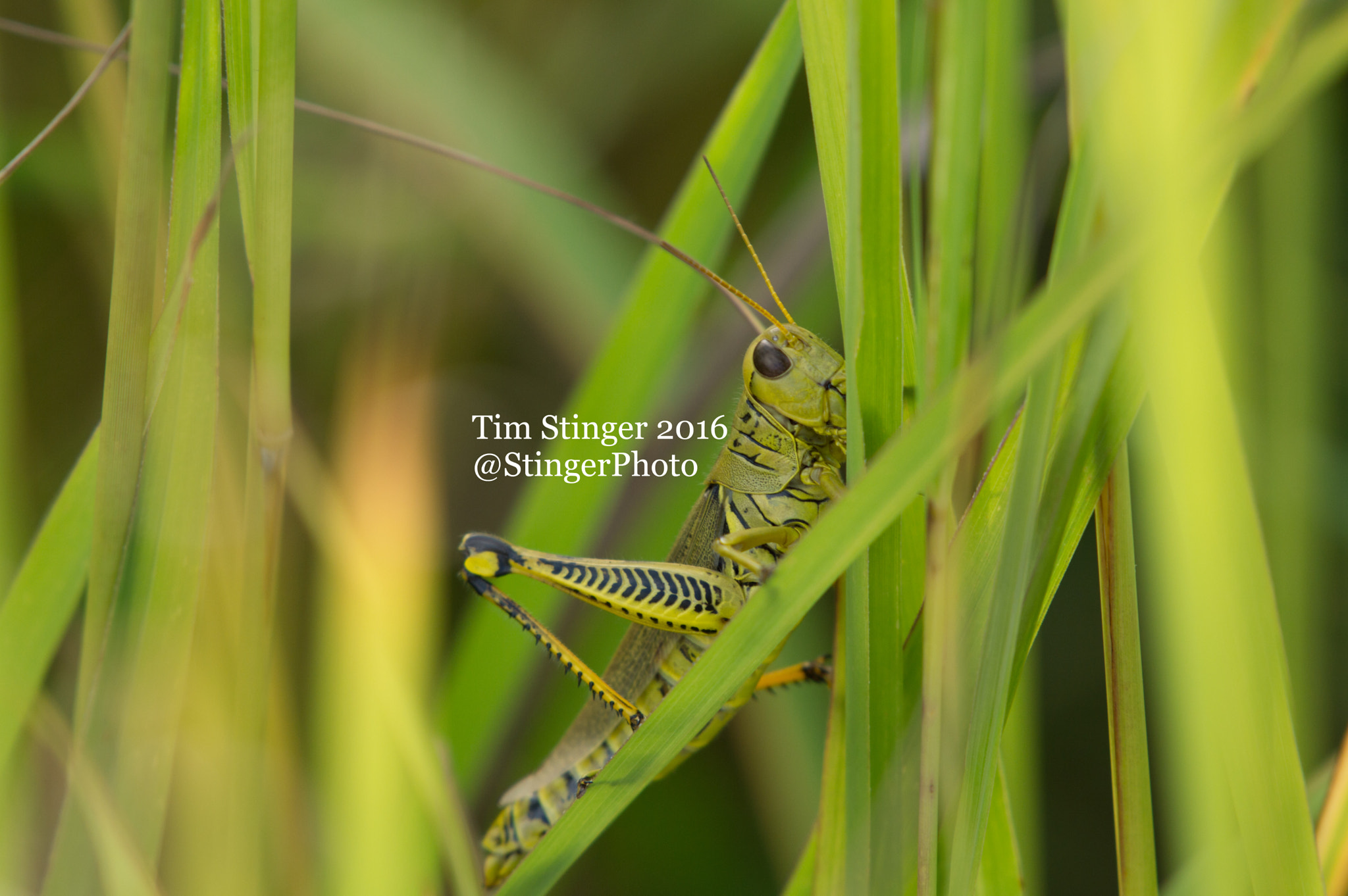 Nikon AF-S Nikkor 200-500mm F5.6E ED VR sample photo. Green grasshopper photography