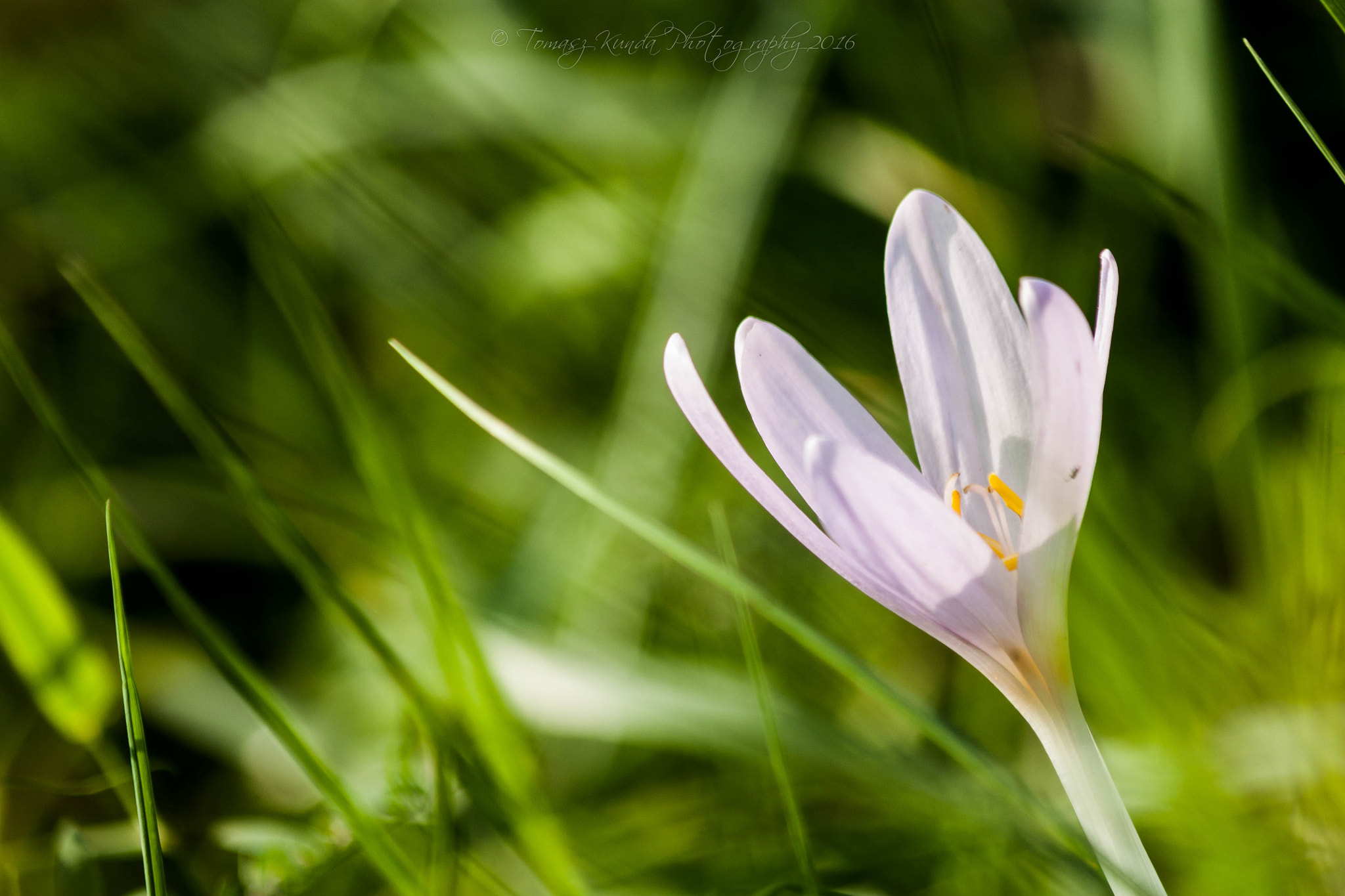 Canon EF 70-300mm F4-5.6 IS USM sample photo. Nature photography