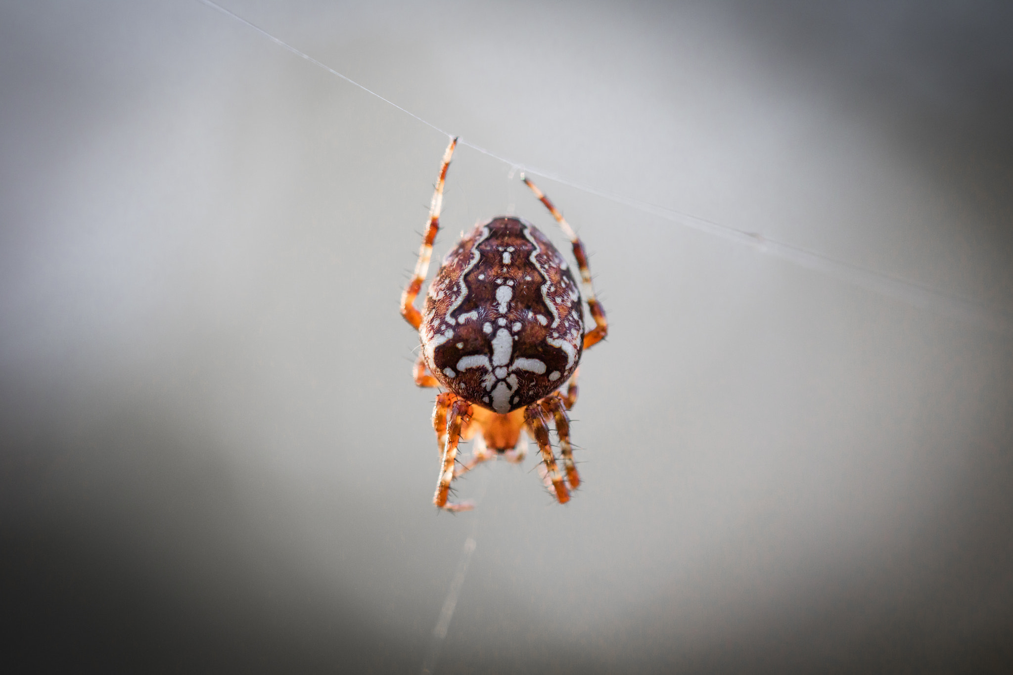 Canon EOS M3 + Canon EF 100mm F2.8L Macro IS USM sample photo. Araneus diadematus photography
