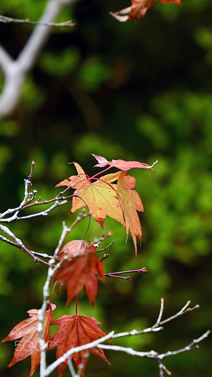 Sony a7S II + Sony FE 24-70mm F2.8 GM sample photo. Soul really matters to me photography