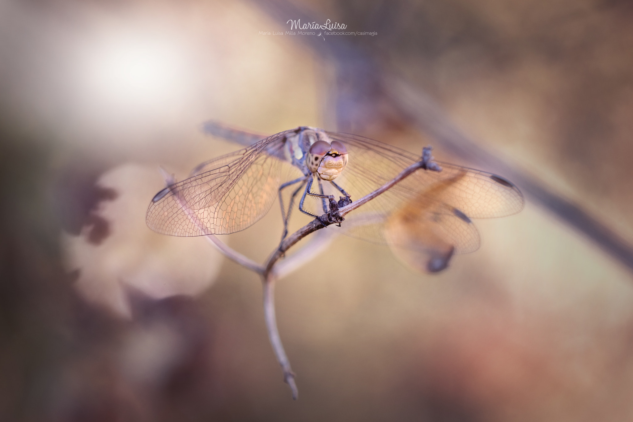 Canon EF 100mm F2.8 Macro USM sample photo. The lookout tower photography