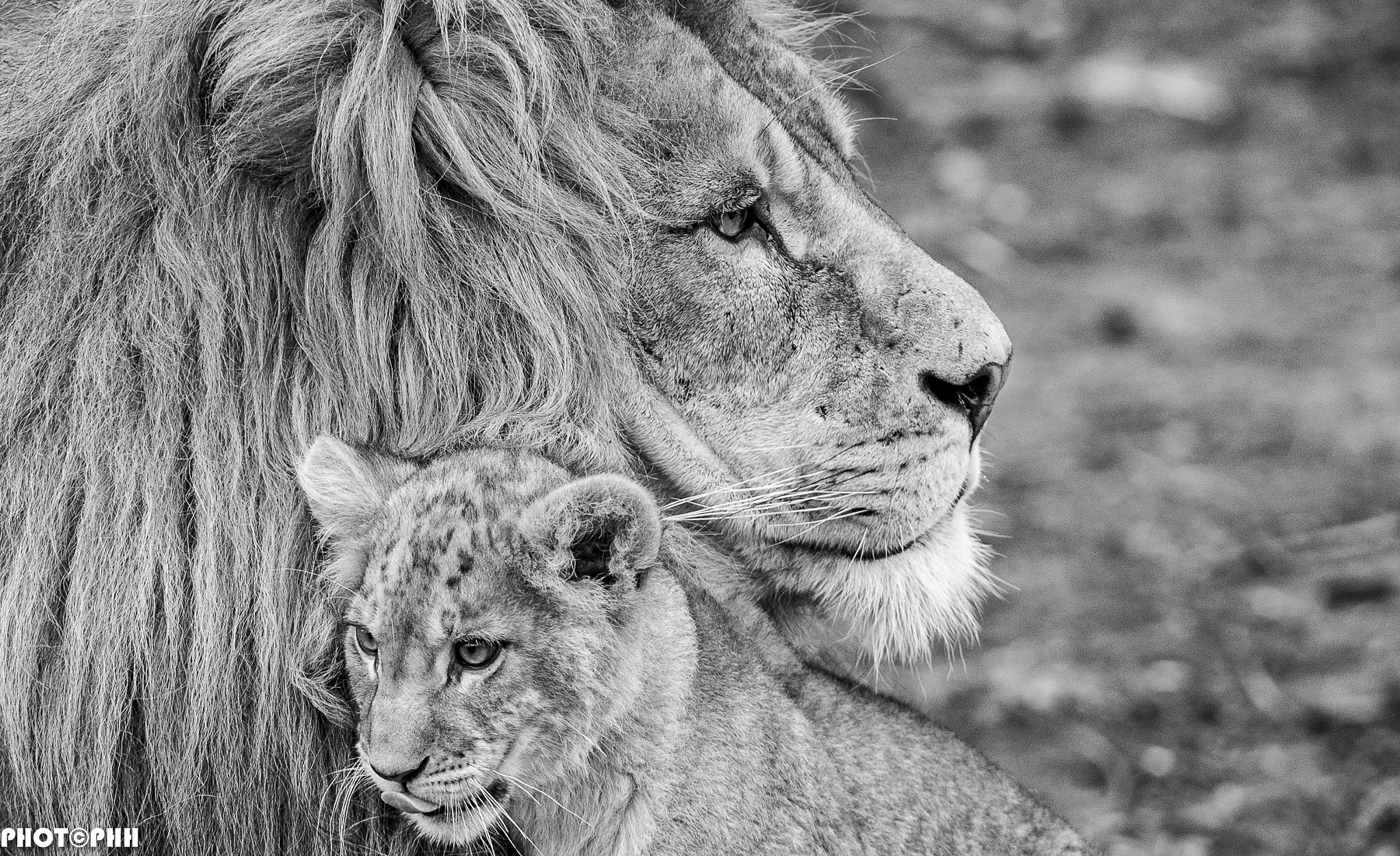 Nikon D3 sample photo. The king and the lion photography