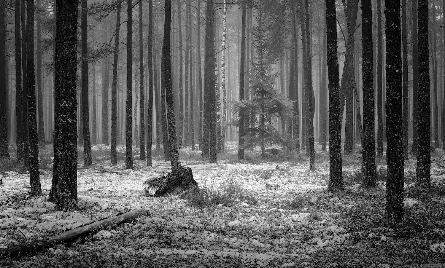 Canon EOS 5D + Canon EF 70-200mm F4L IS USM sample photo. B&w photography
