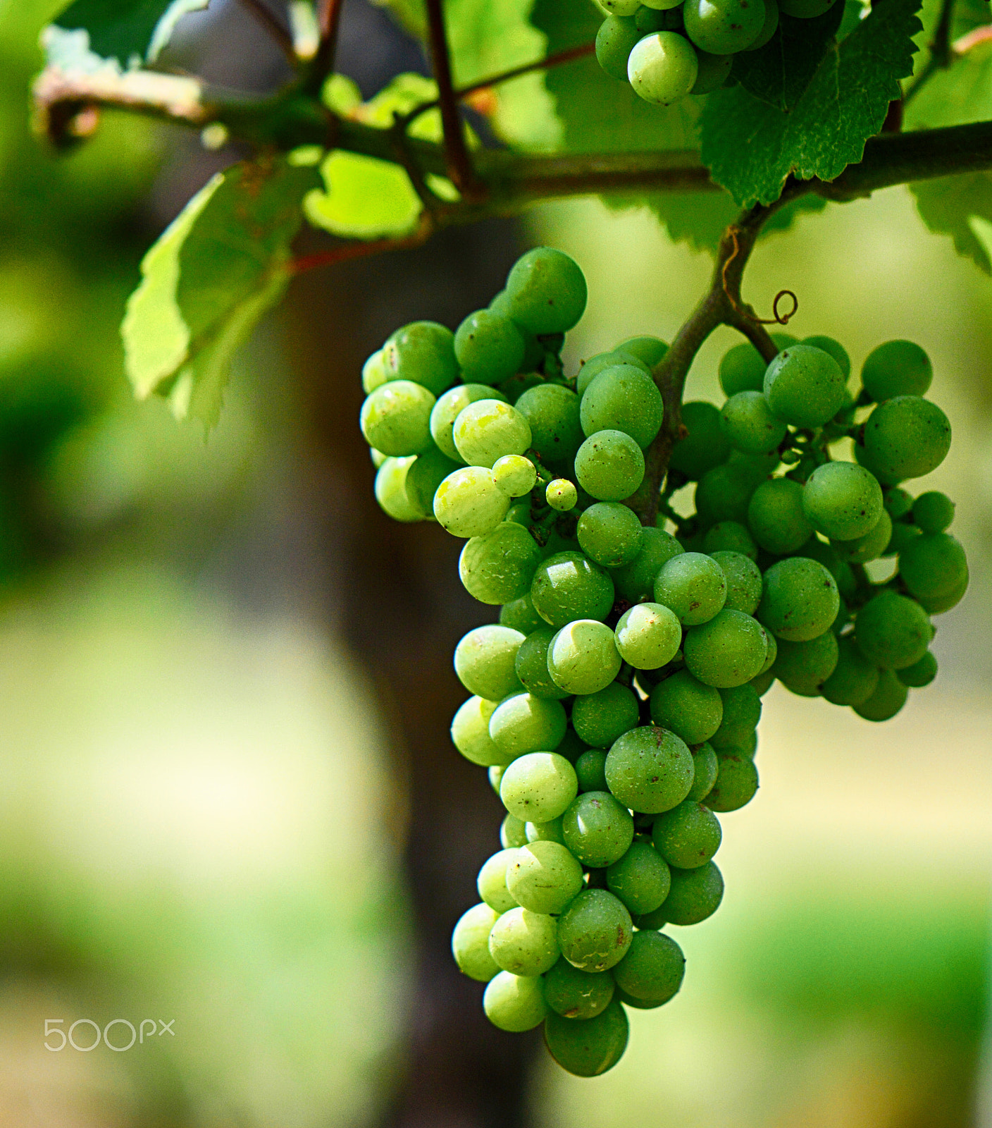 Nikon AF-S DX Micro-Nikkor 85mm F3.5G ED VR sample photo. Unripe grapes photography