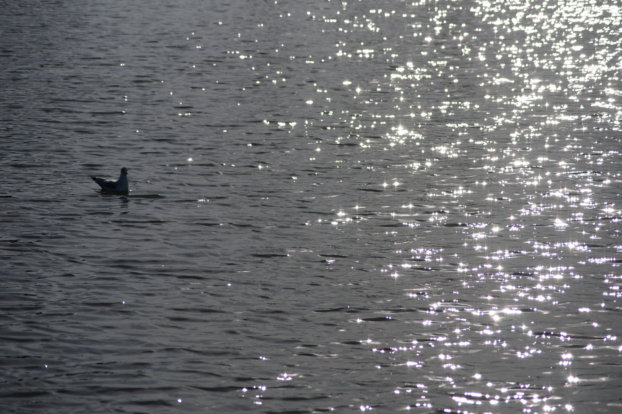 Sony Alpha DSLR-A700 sample photo. Seagull in the water photography