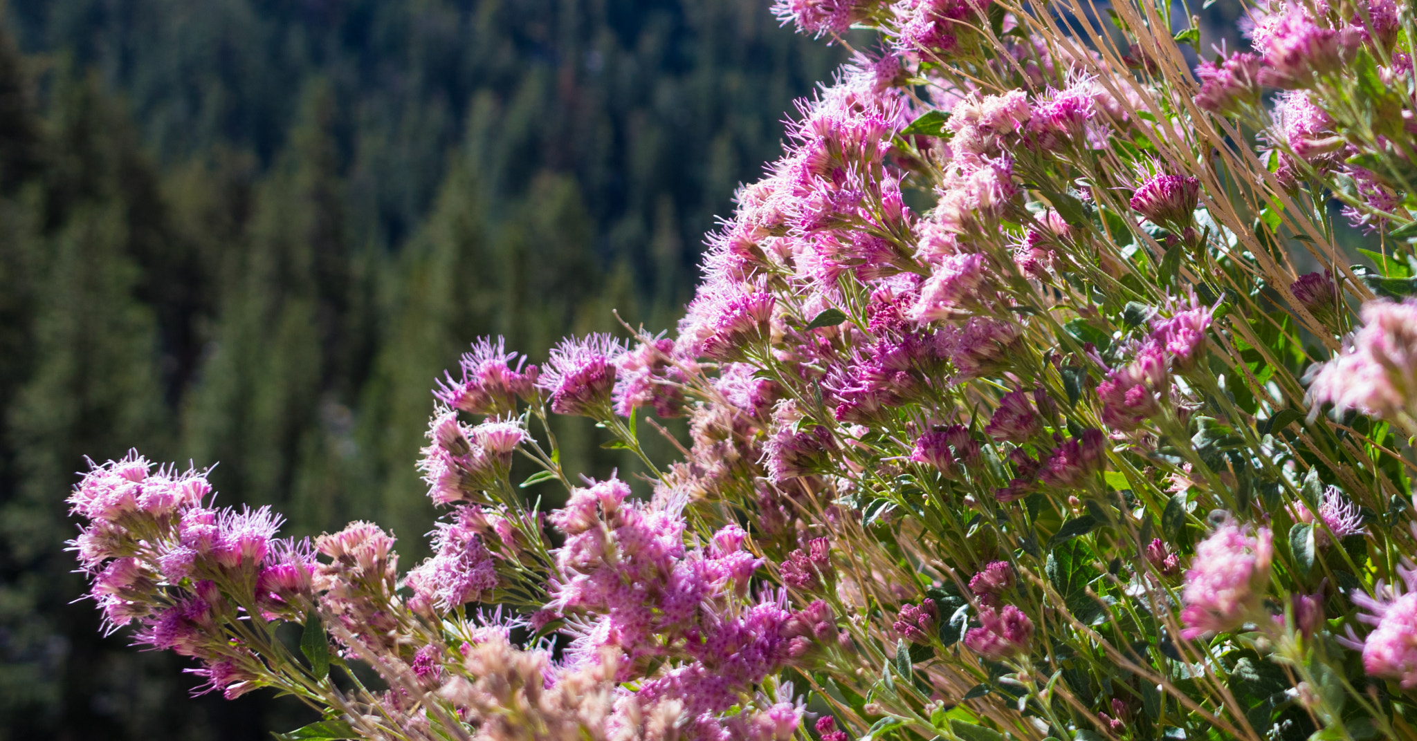 Pentax K-3 II sample photo. Unknown flower in yosemite photography