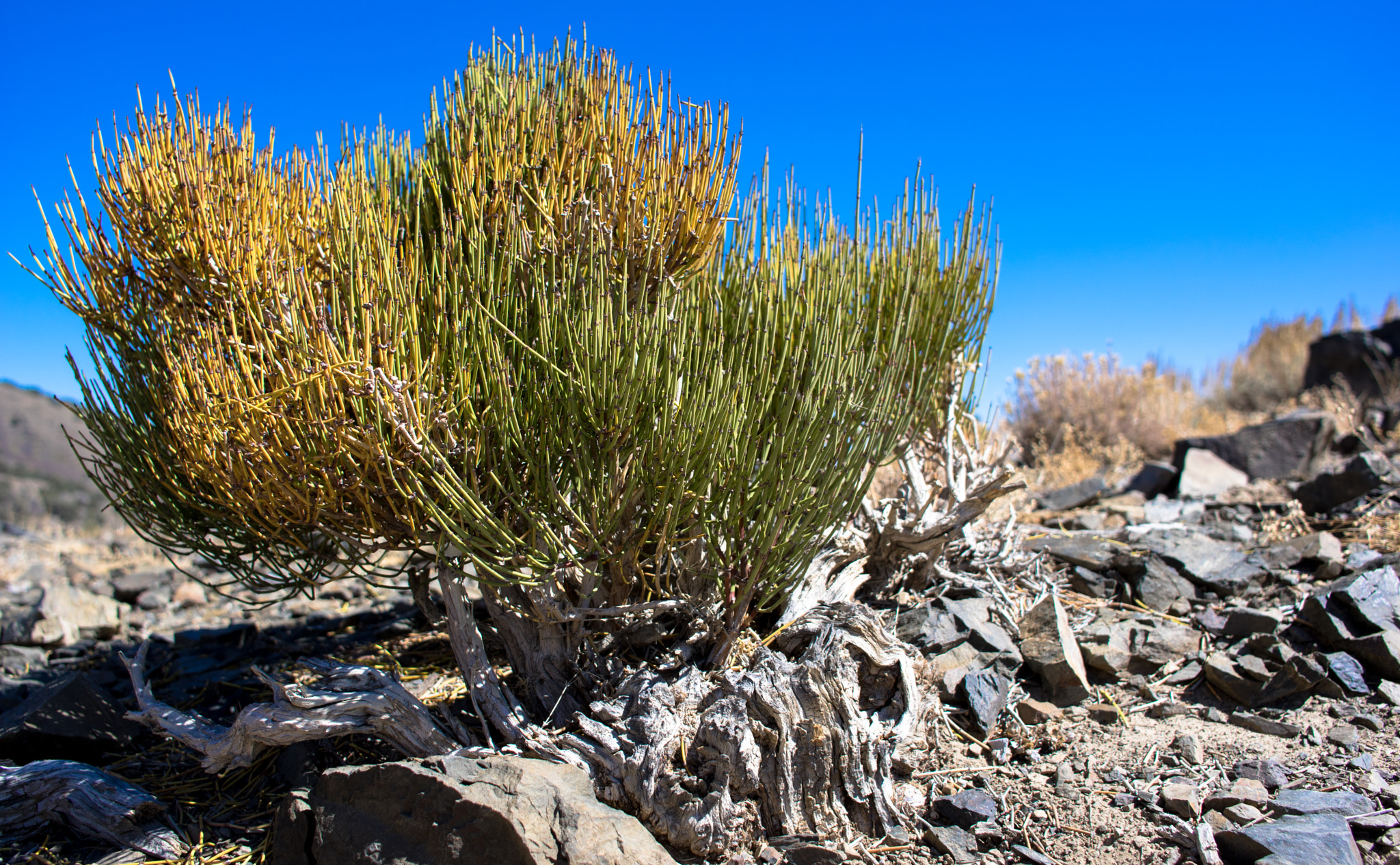 Pentax K-3 II sample photo. High altitude plant life photography