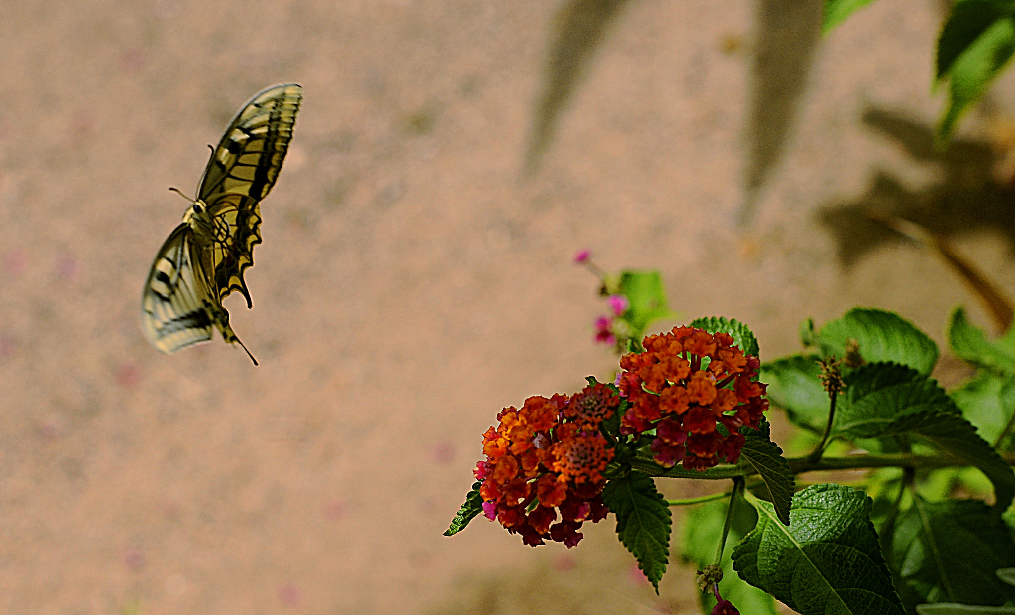 Manual Lens No CPU sample photo. Landing photography