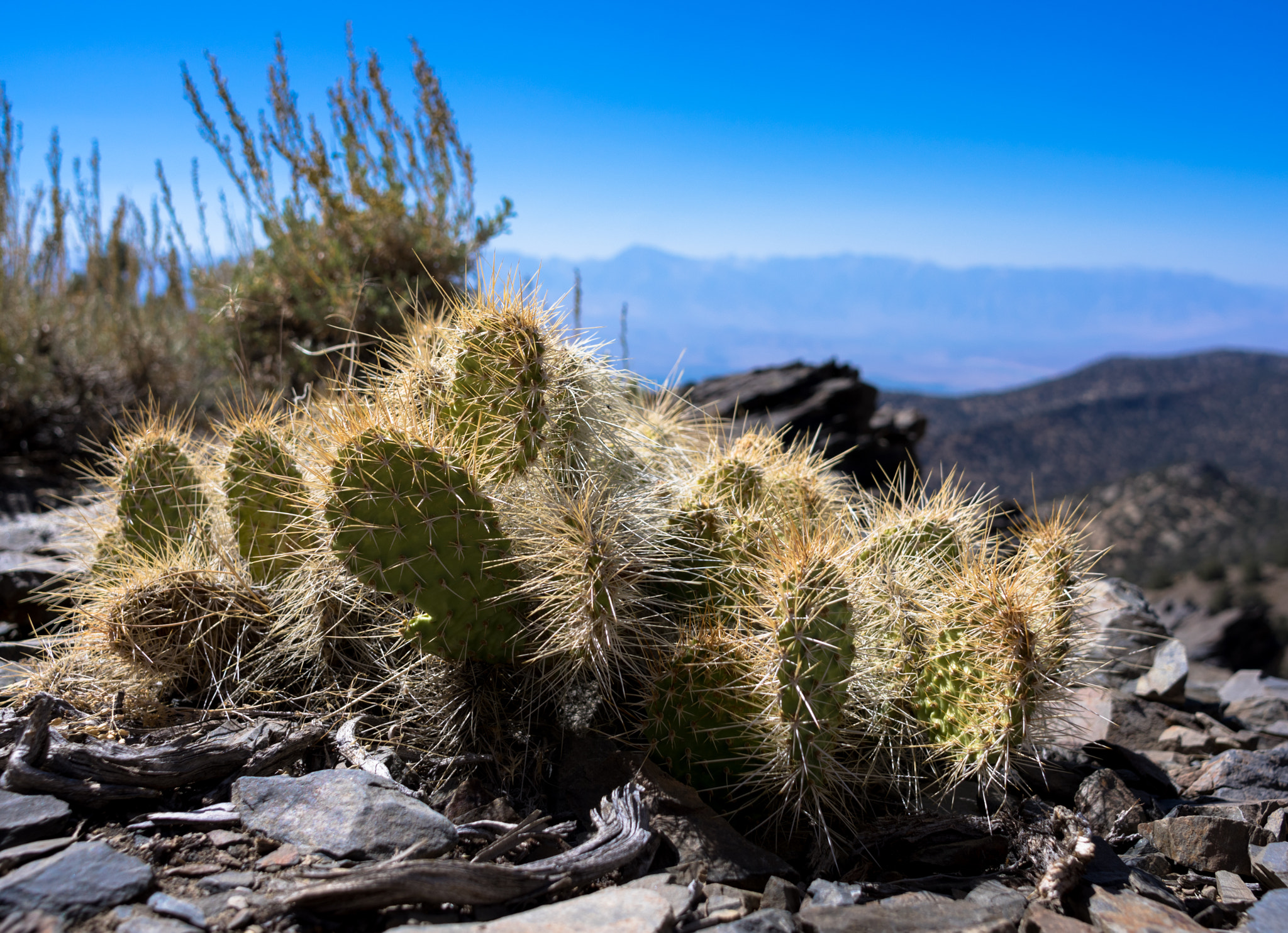 Pentax K-3 II + HD Pentax DA 21mm F3.2 AL Limited sample photo. 9000ft elevation cactus photography