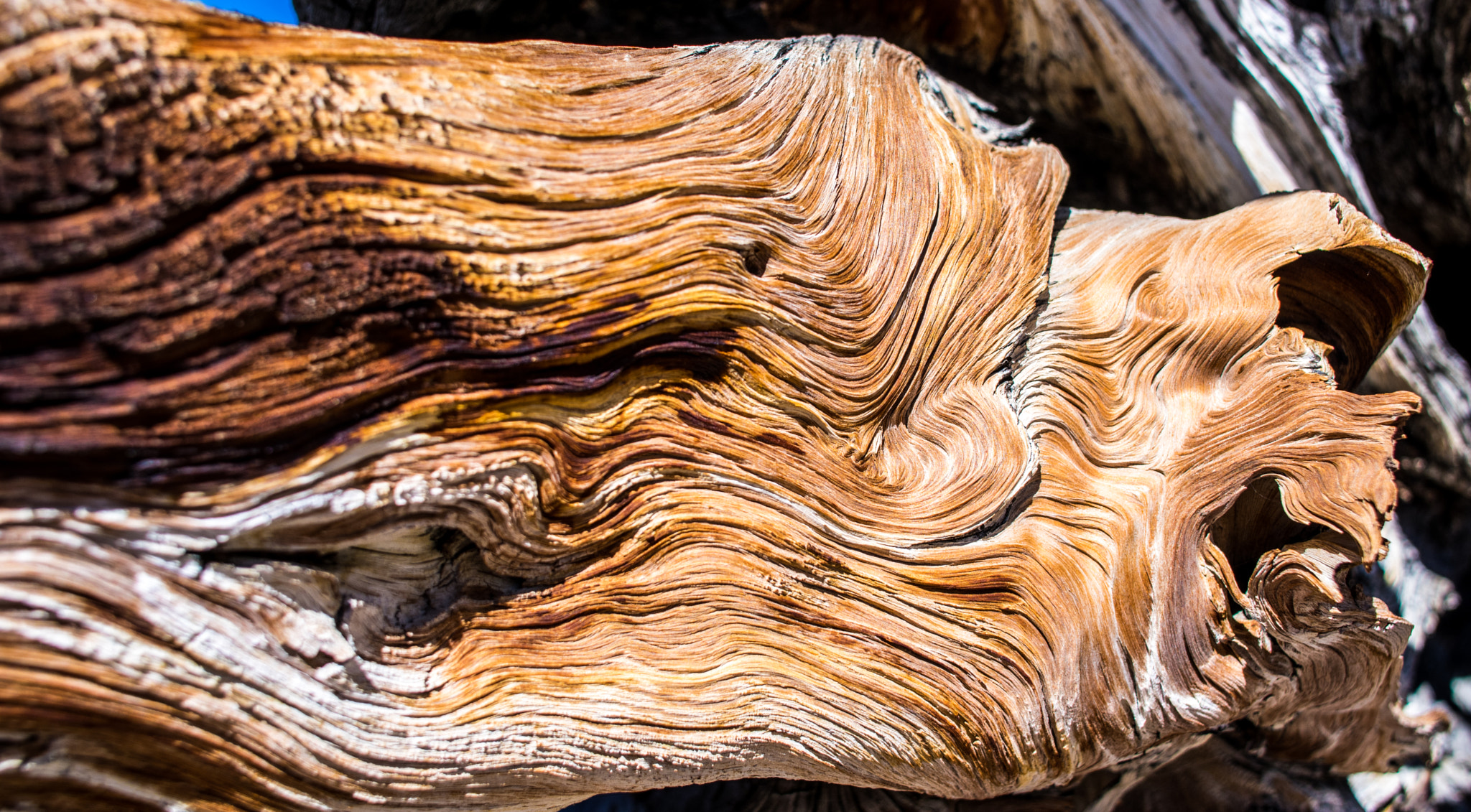 Pentax K-3 II sample photo. Multi-thousand yearold wood photography