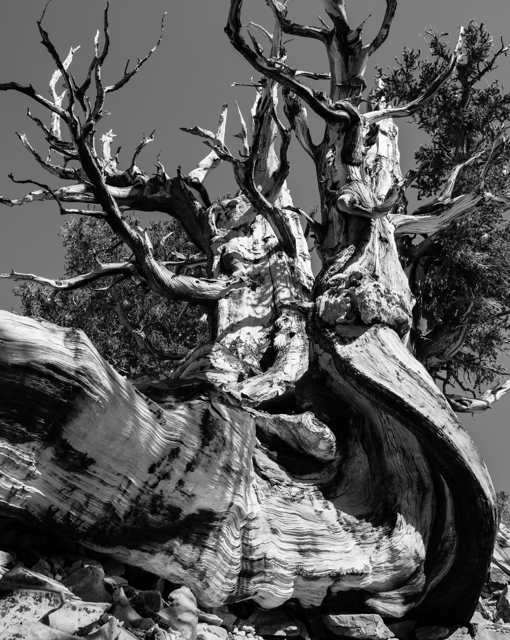 Pentax K-3 II sample photo. Twisted ancient pine photography