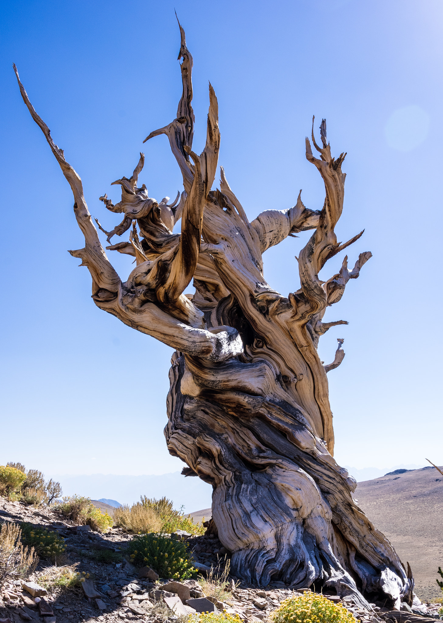 Pentax K-3 II sample photo. 4000+ year old bistlecone photography